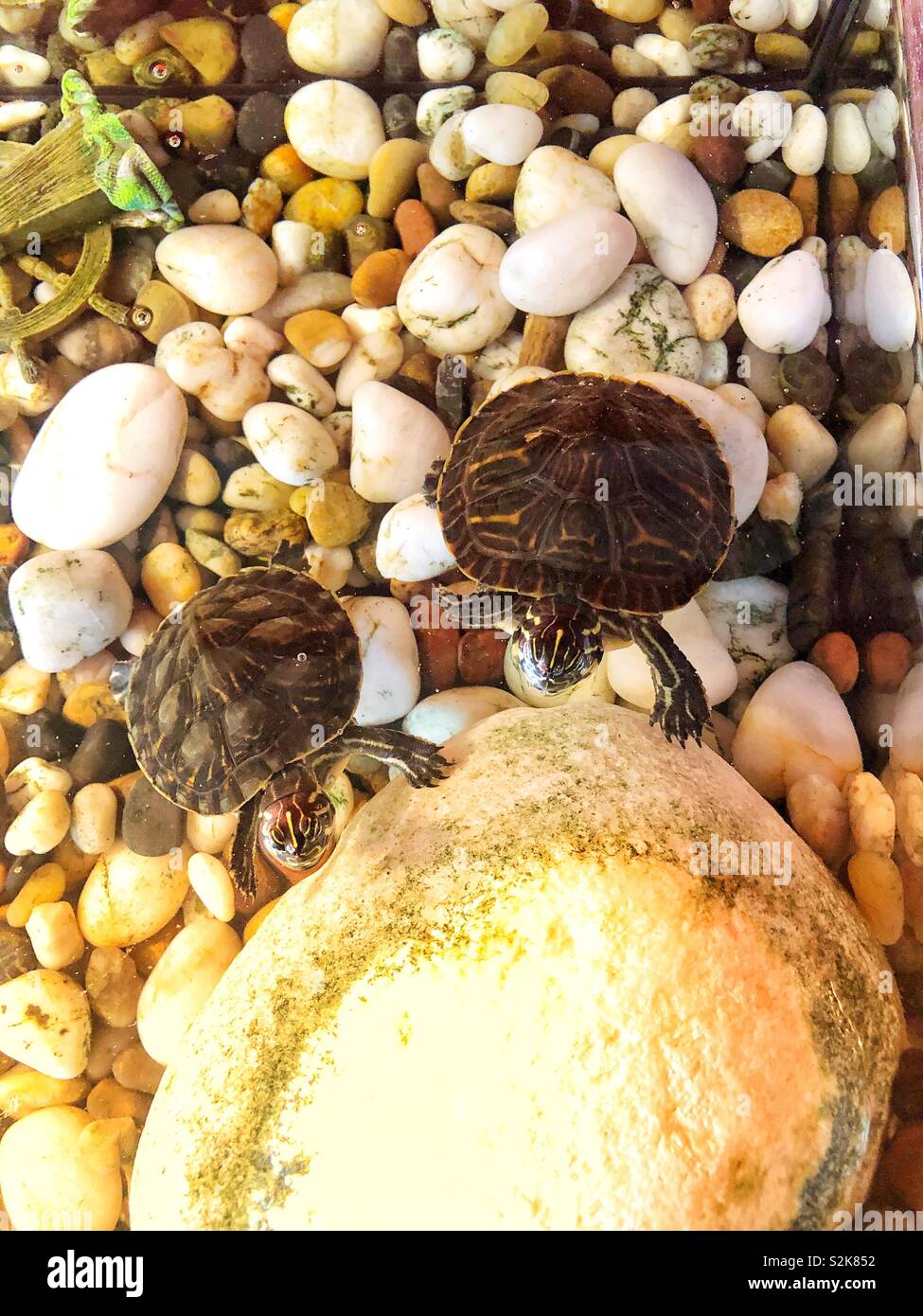 Terrapins tank hires stock photography and images Alamy