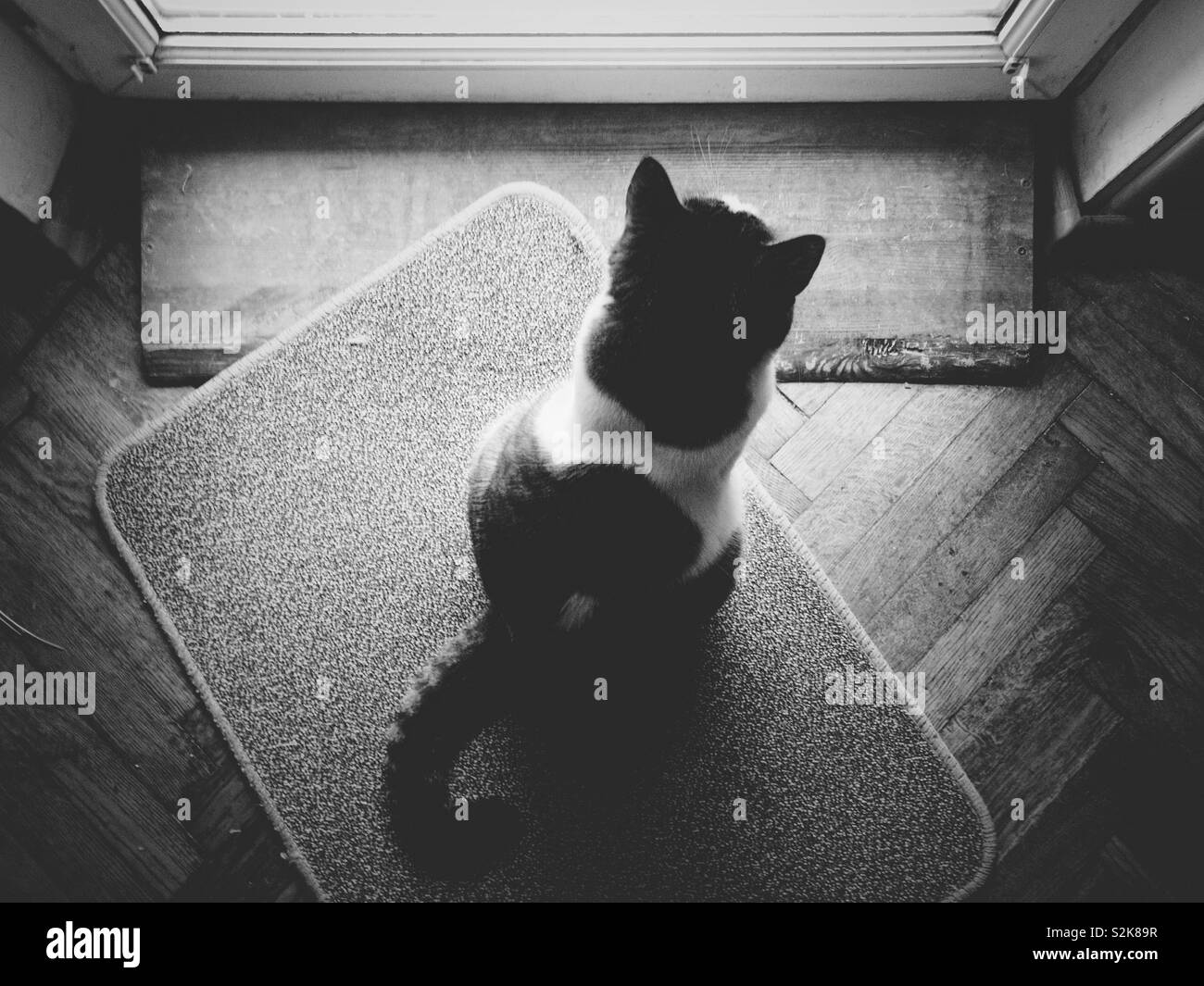 A black and white photography of cat sitting on the floor and looking ...
