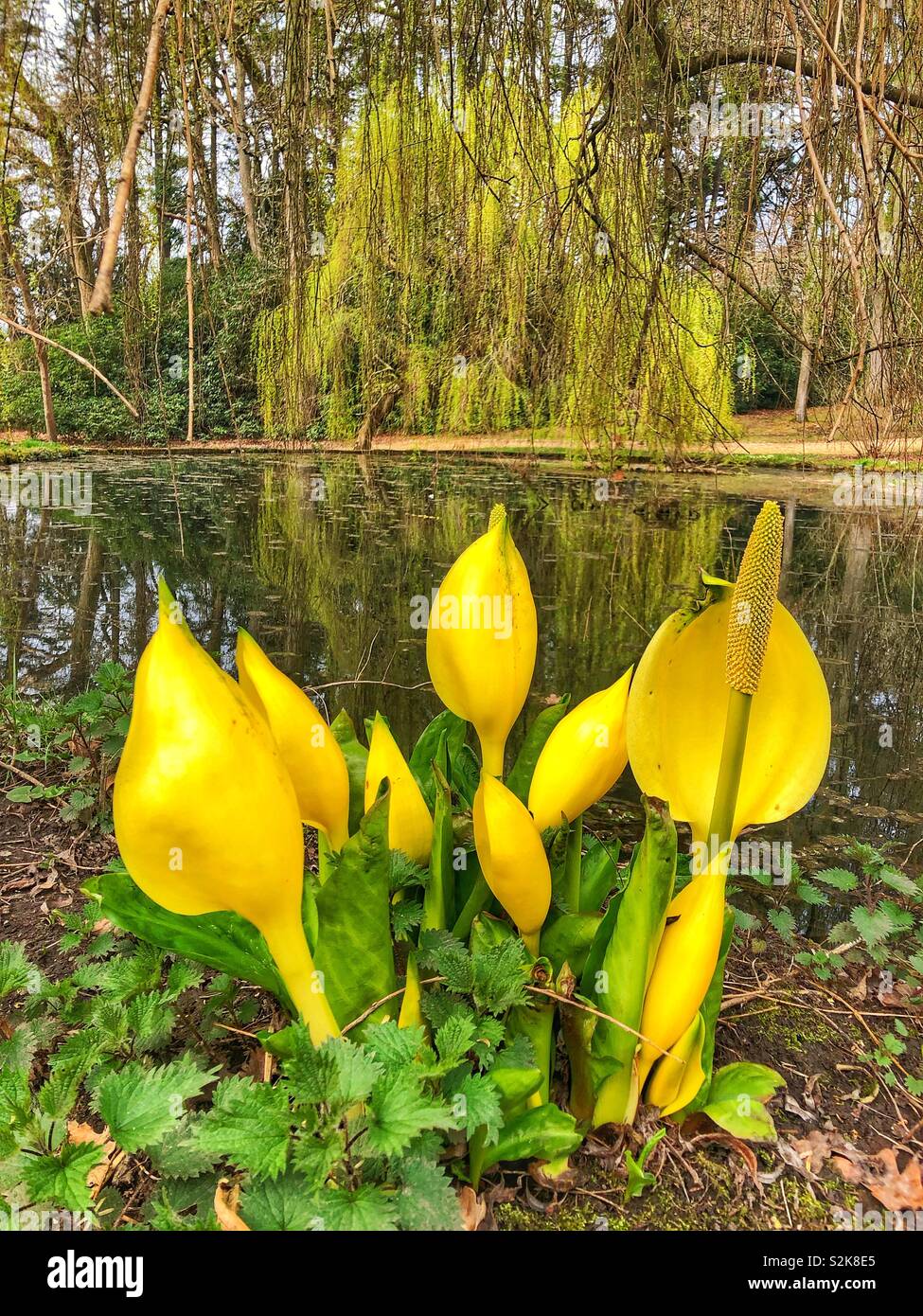 Yellow skunk cabbage flowers in Exbury Gardens, New Forest, Hampshire UK - Smartphone Captured Stock Image