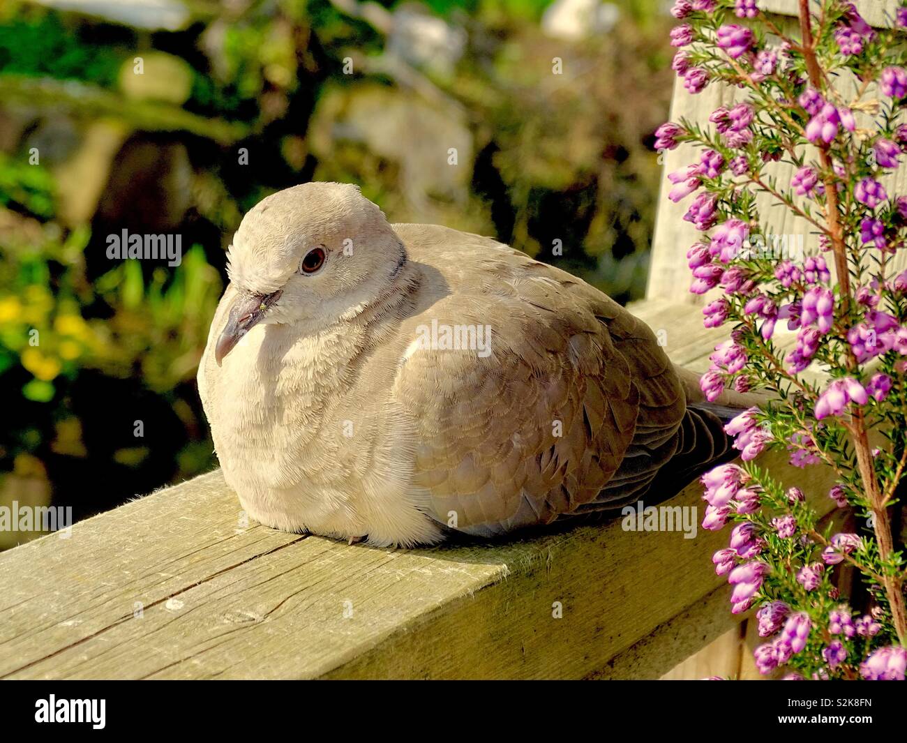 Young collared dove hires stock photography and images Alamy