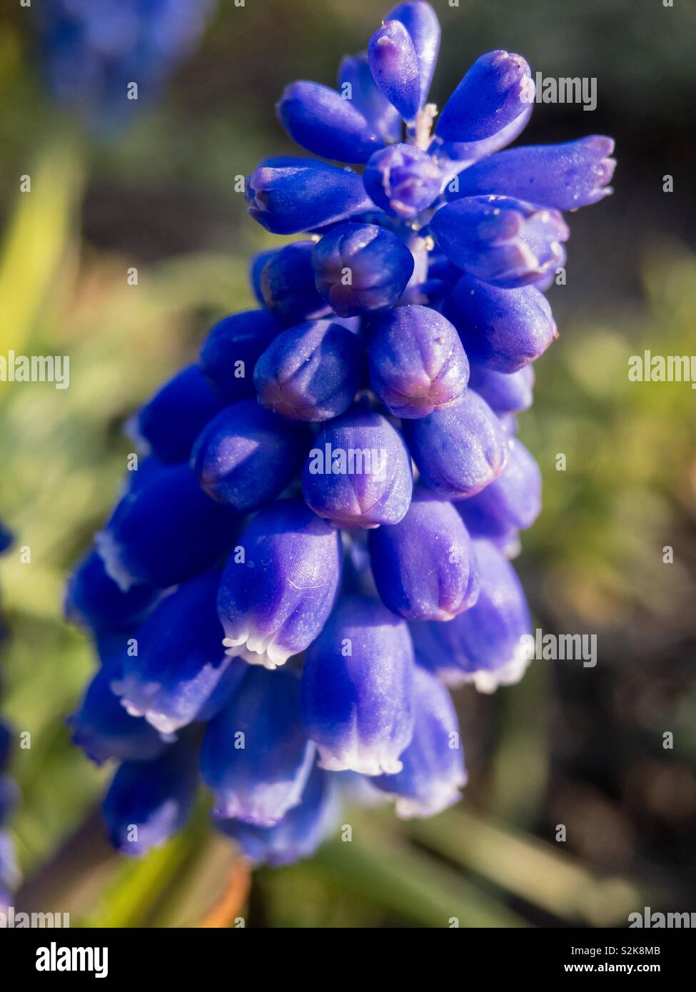 A common grape hyacinth flowering in the garden Stock Photo