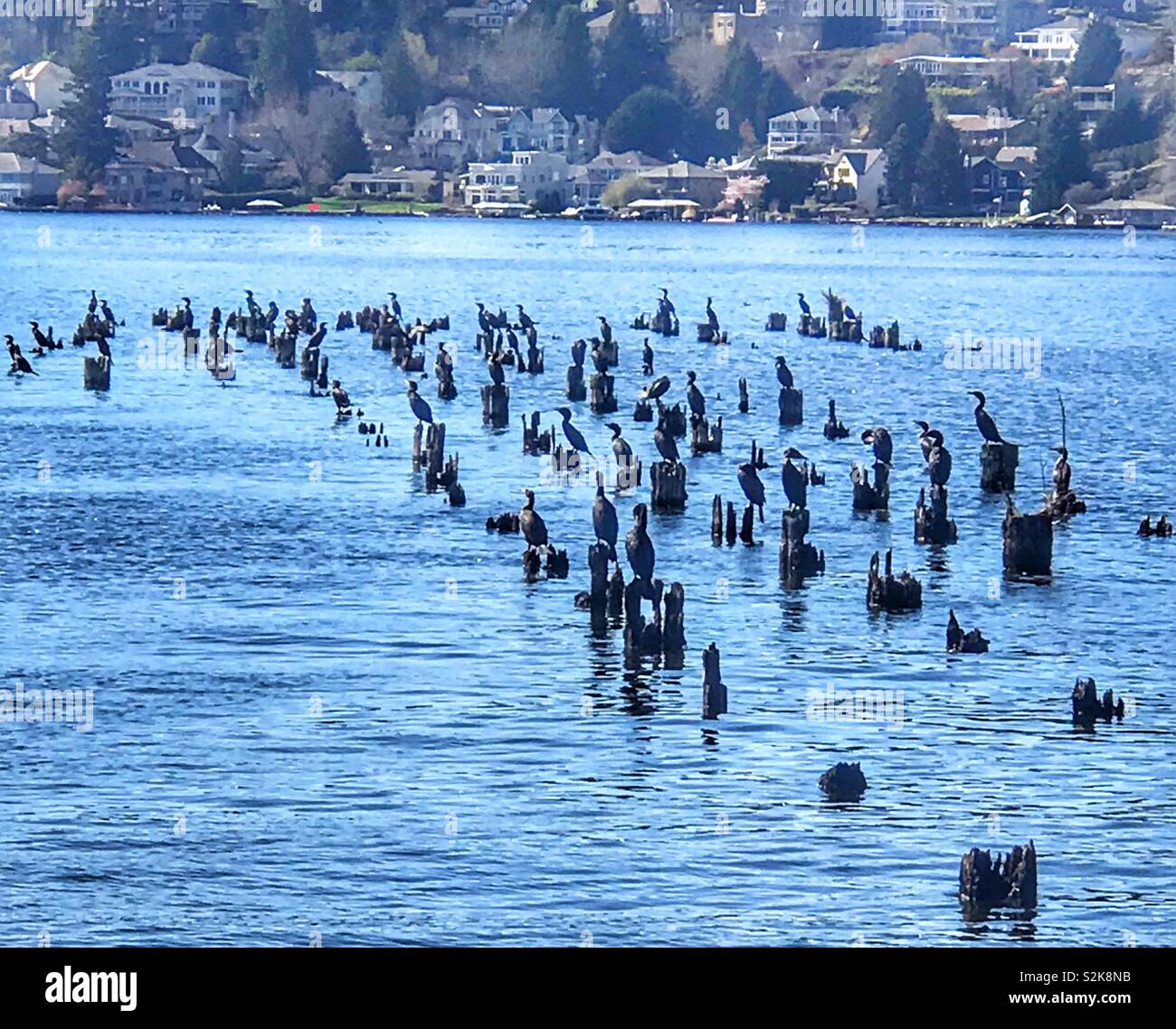 A bunch of birds sitting on top of old pilings. - Smartphone Captured Stock Image