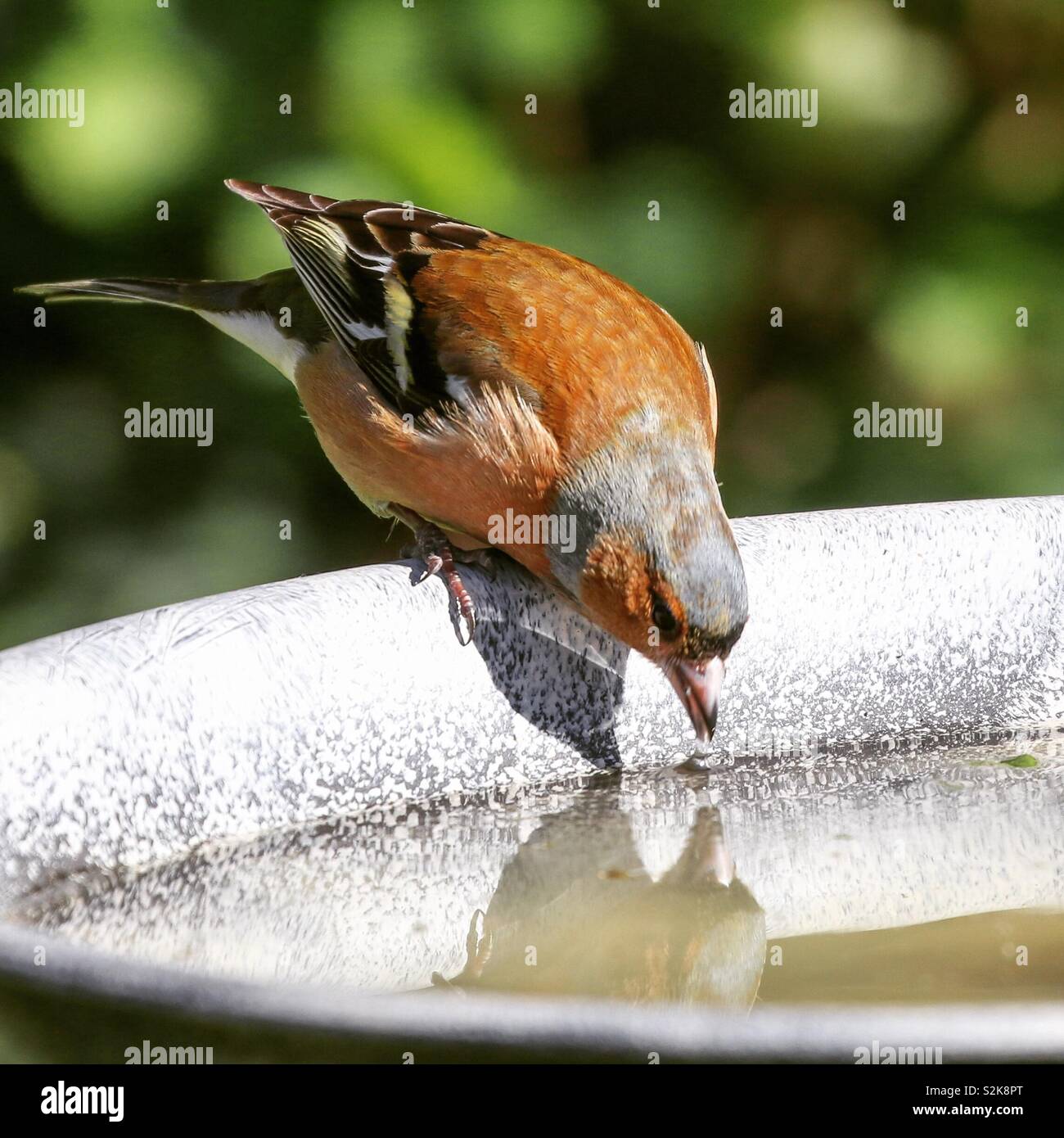 Chaffinch taking a drink Stock Photo
