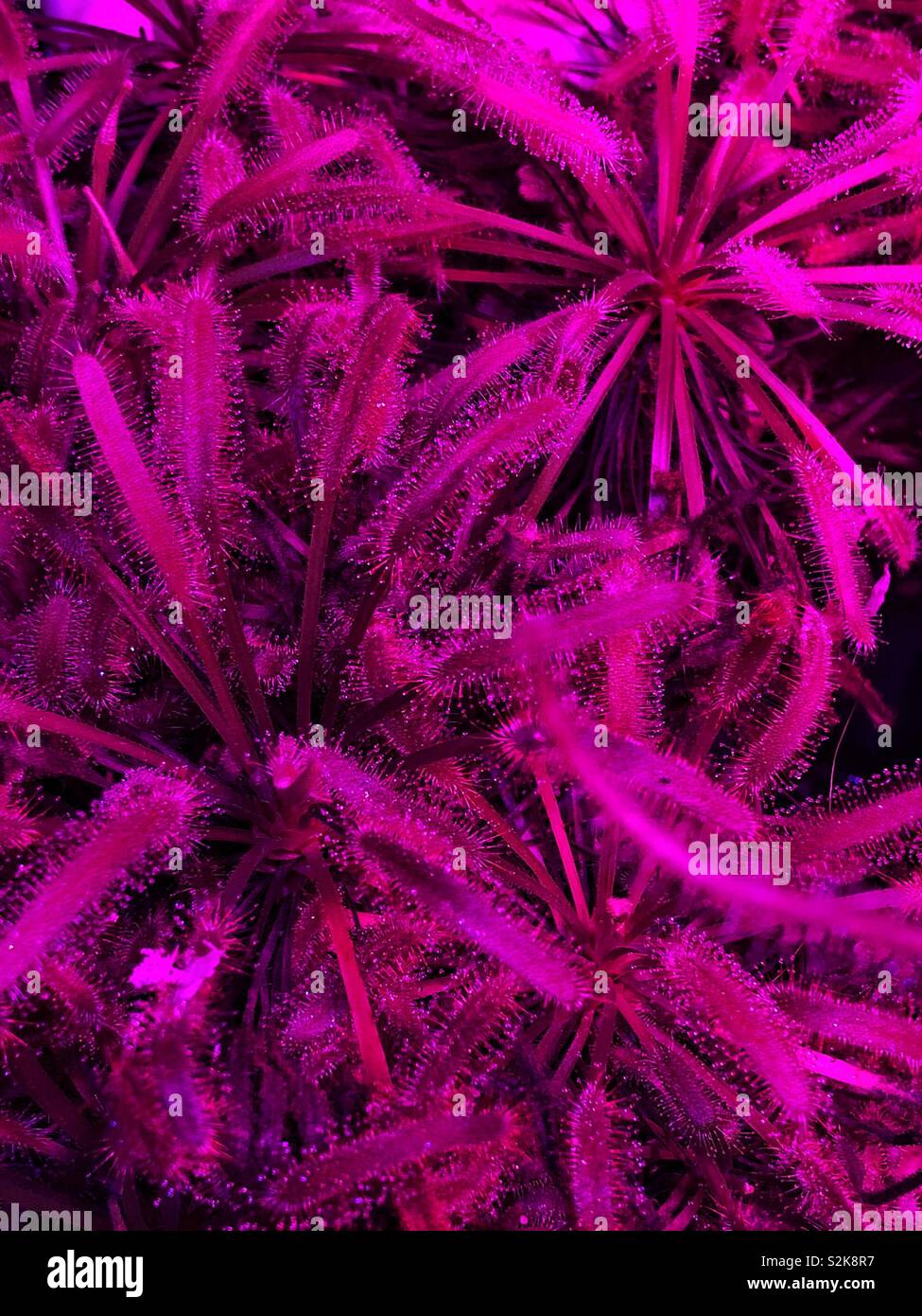 Carnivorous plants under red and blue light - Smartphone Captured Stock Image