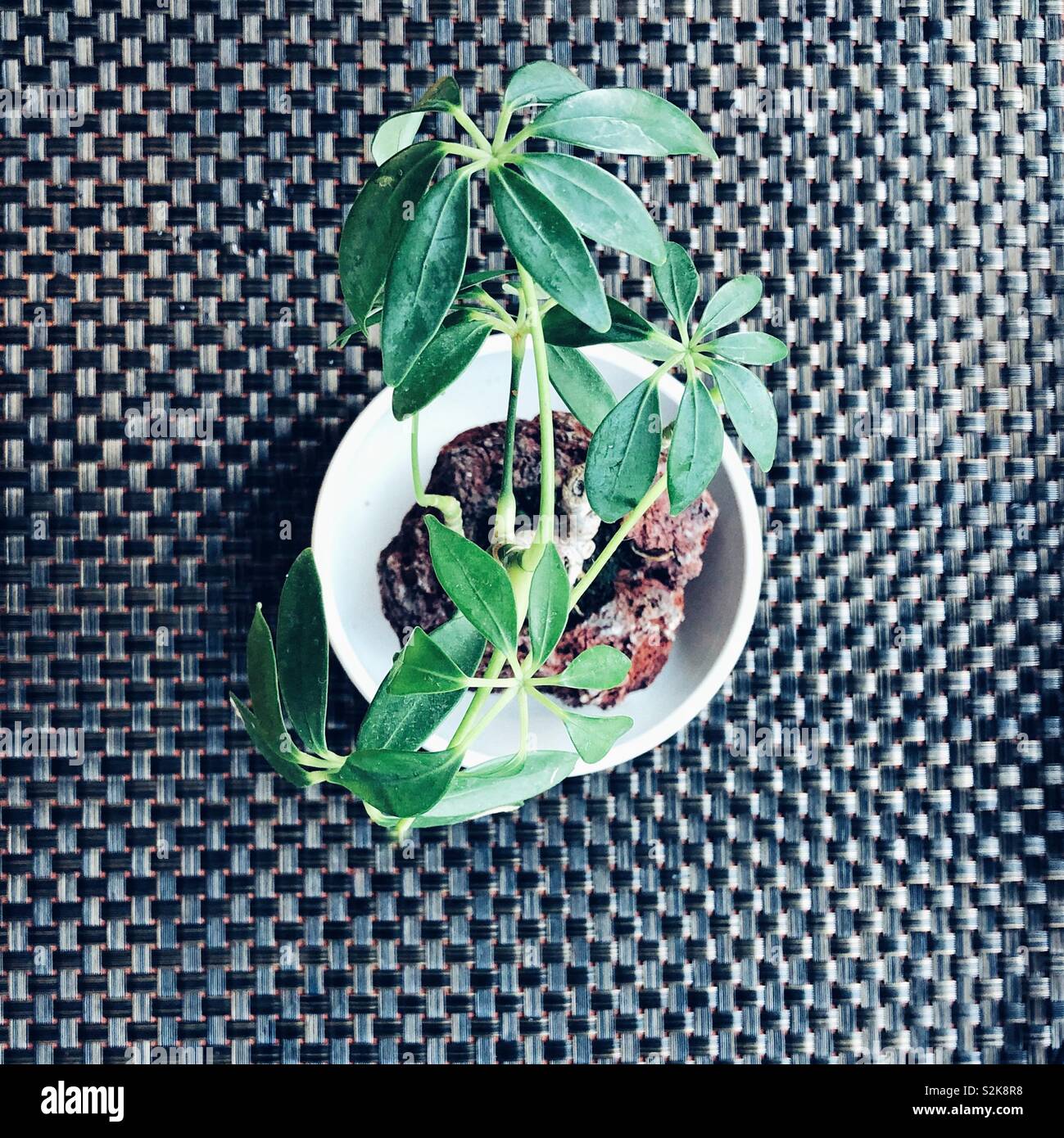 Tiny tree in a bowl - Smartphone Captured Stock Image