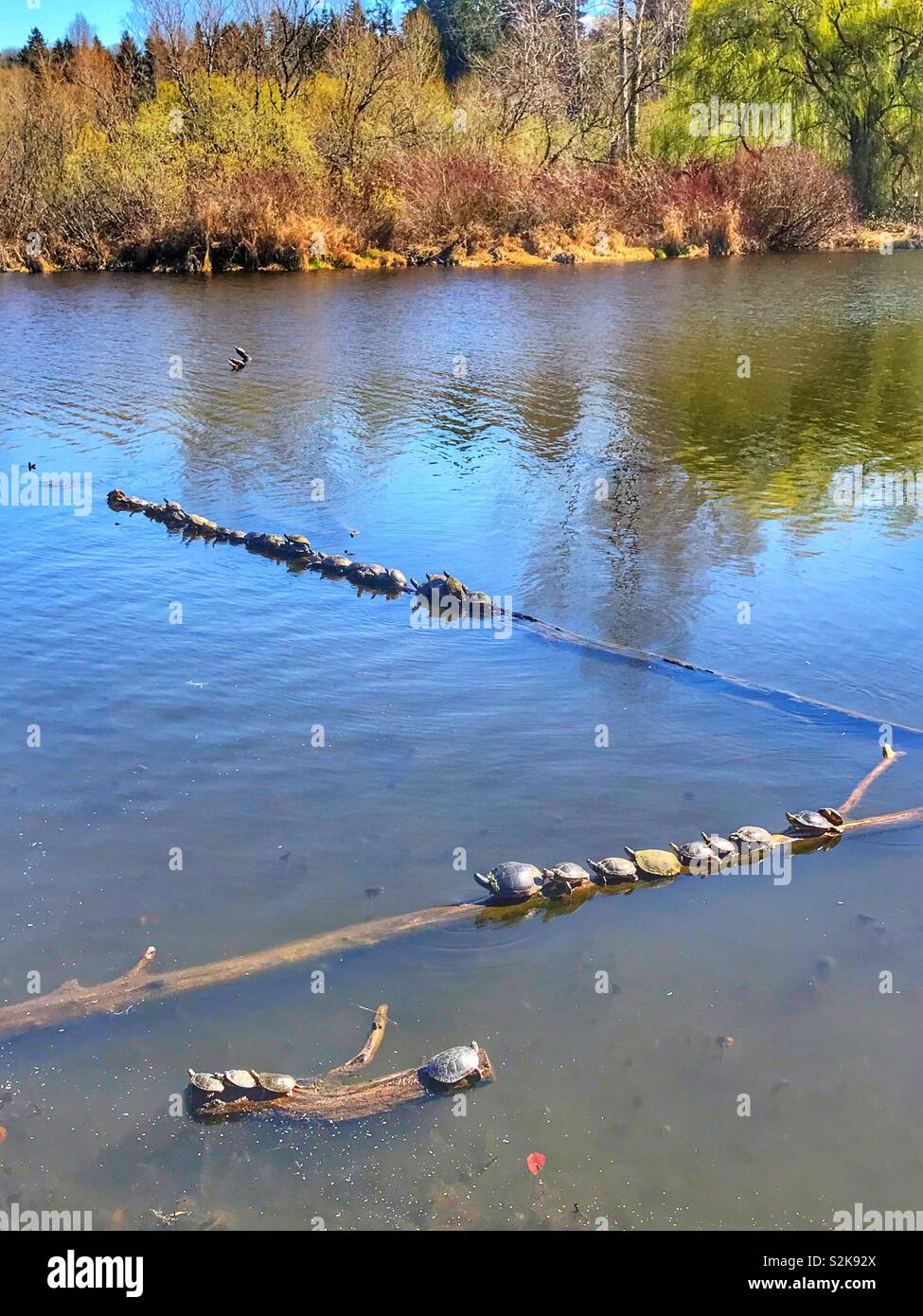 Rows of turtles sitting on logs in the water on a lake getting some sunshine to warm up Stock Photo