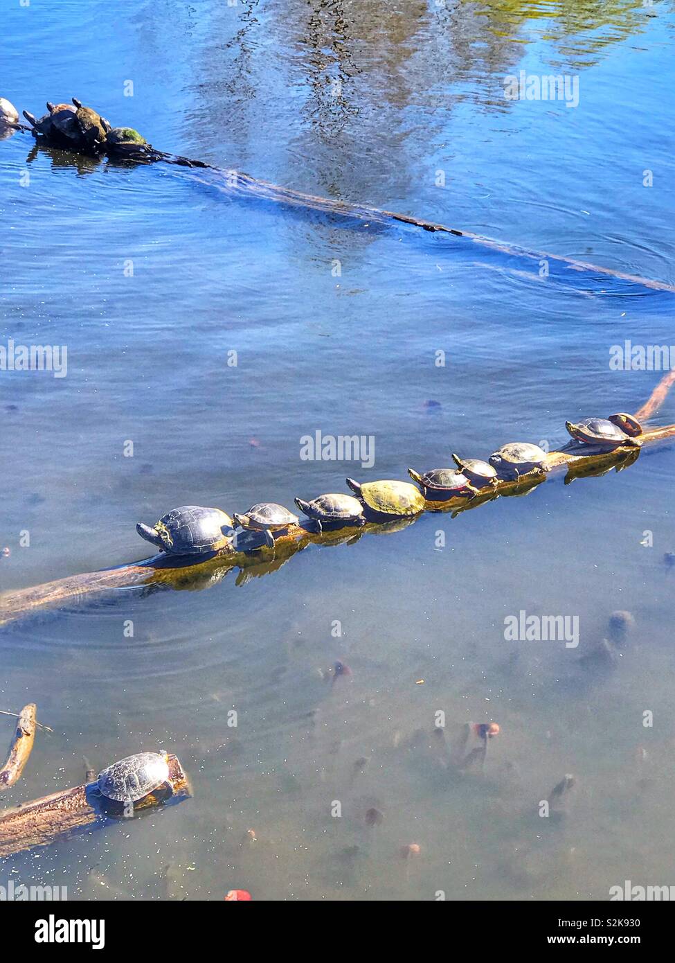 Turtles sitting on a log in the water sunning themselves in the sun to get warm Stock Photo