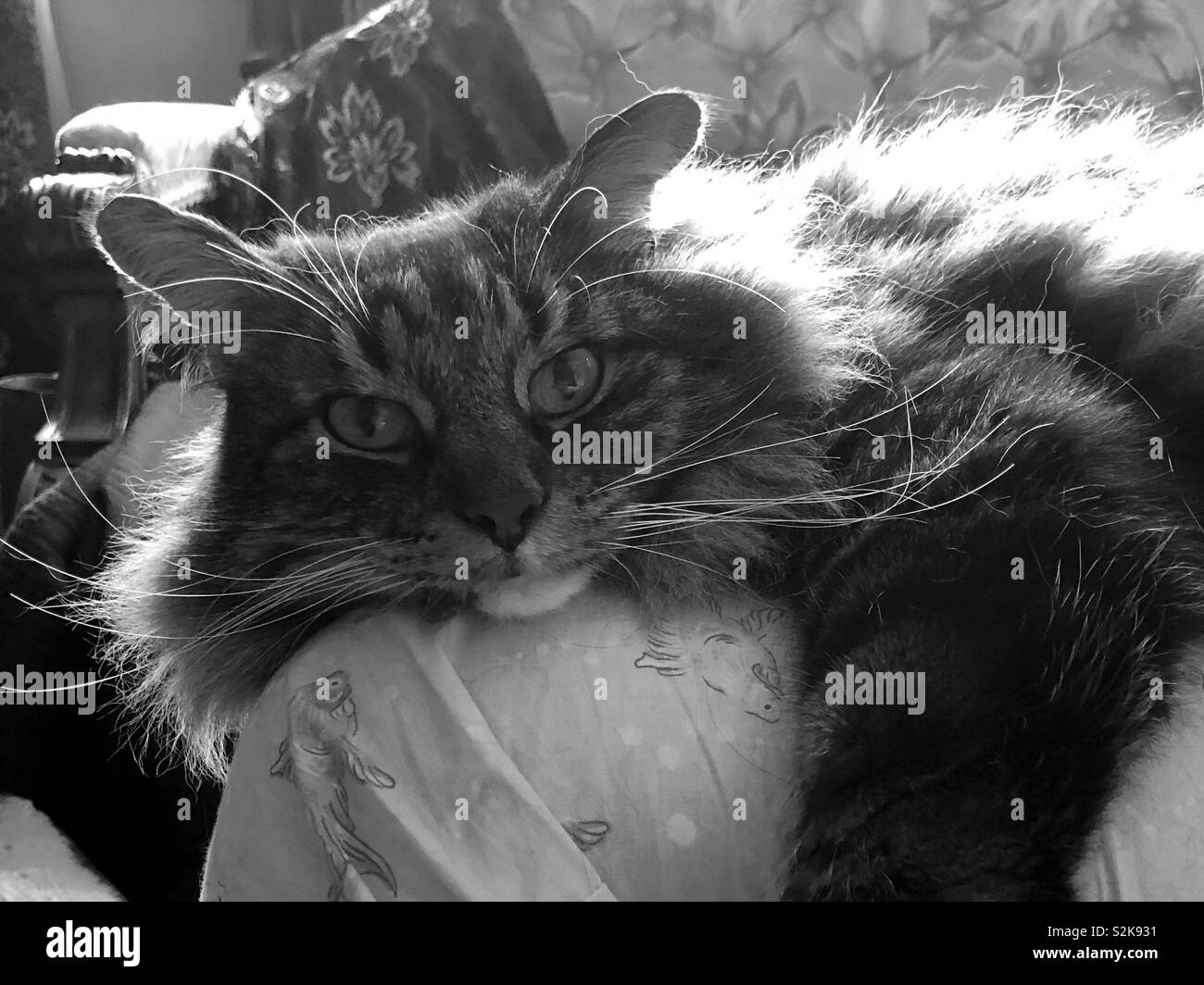 Cat on the lap of contentment. - Smartphone Captured Stock Image