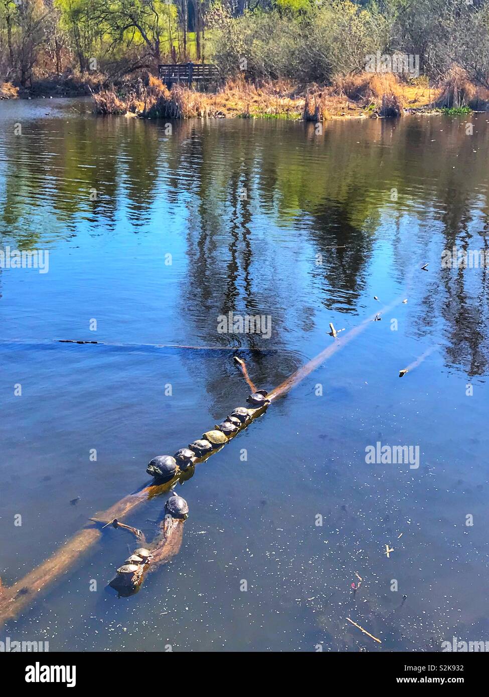 Turtles all lined up on a log sitting in the sun to get warm Stock Photo