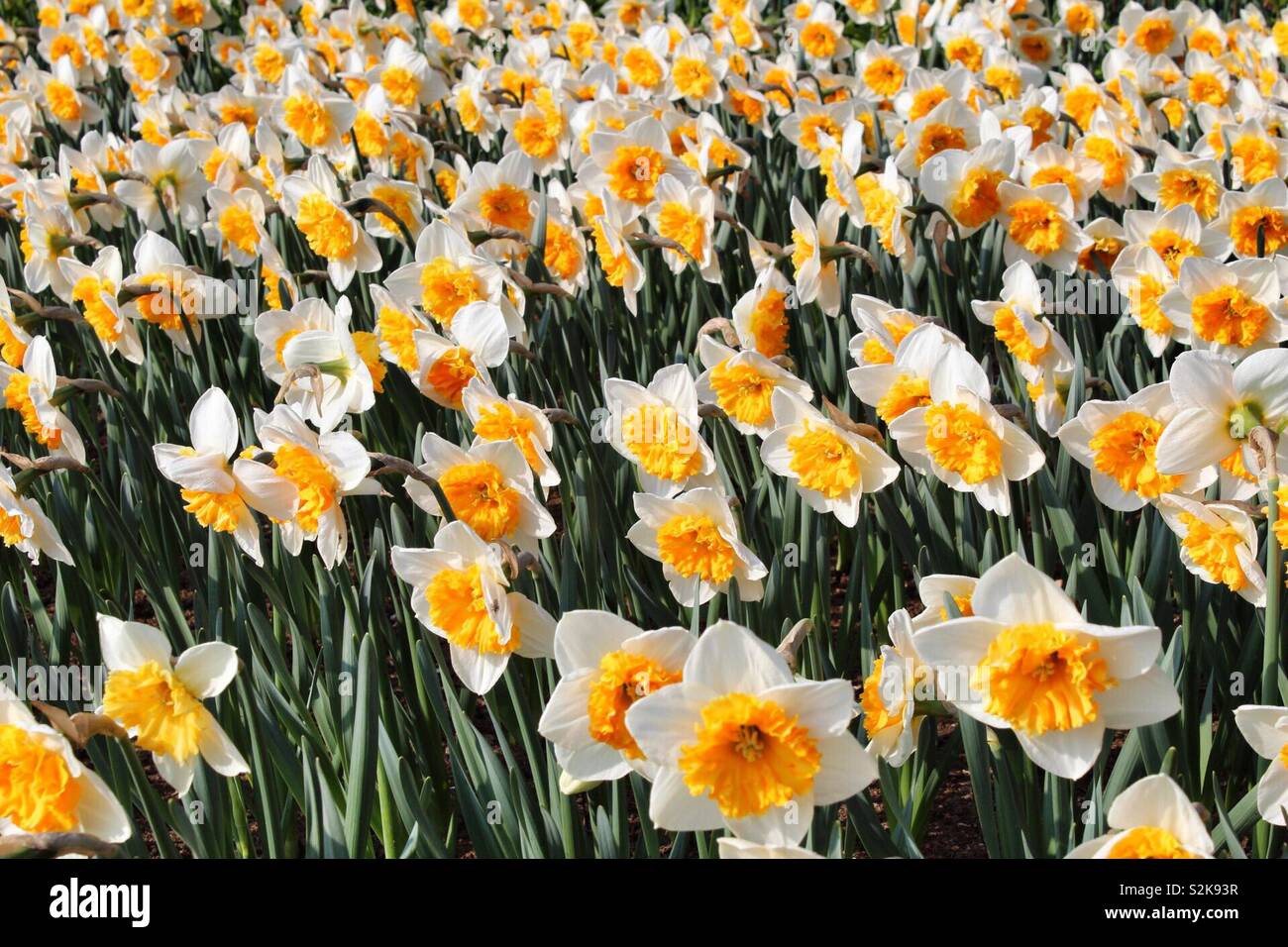 Meadow of daffodils in Keukenhof garden in Lisse, Netherlands Stock Photo