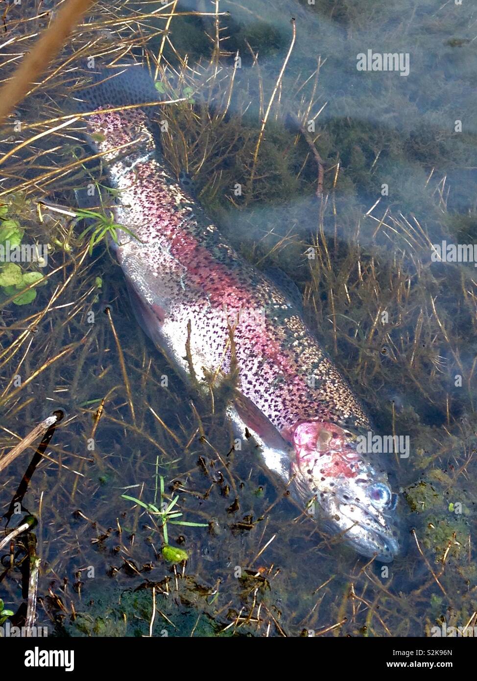 Trout scales hires stock photography and images Alamy