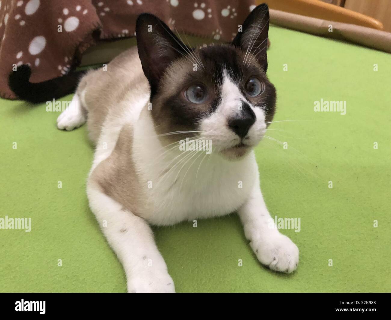 Siamese Snowshoe Hi Res Stock Photography And Images Alamy