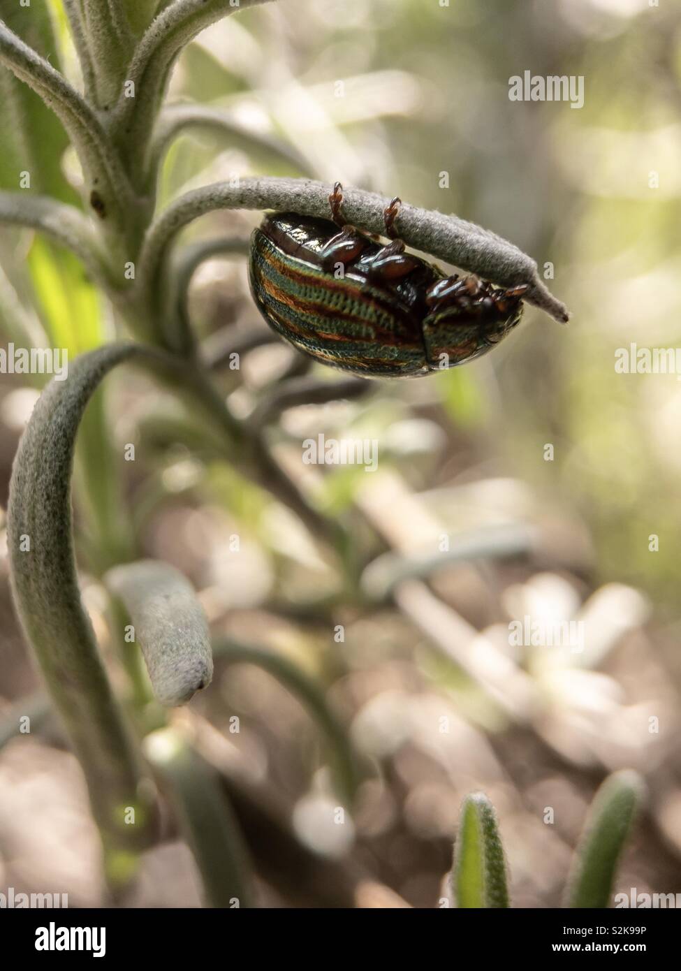 A macro of a Chrysolina Americana clinging on to a Lavender leaf Stock Photo