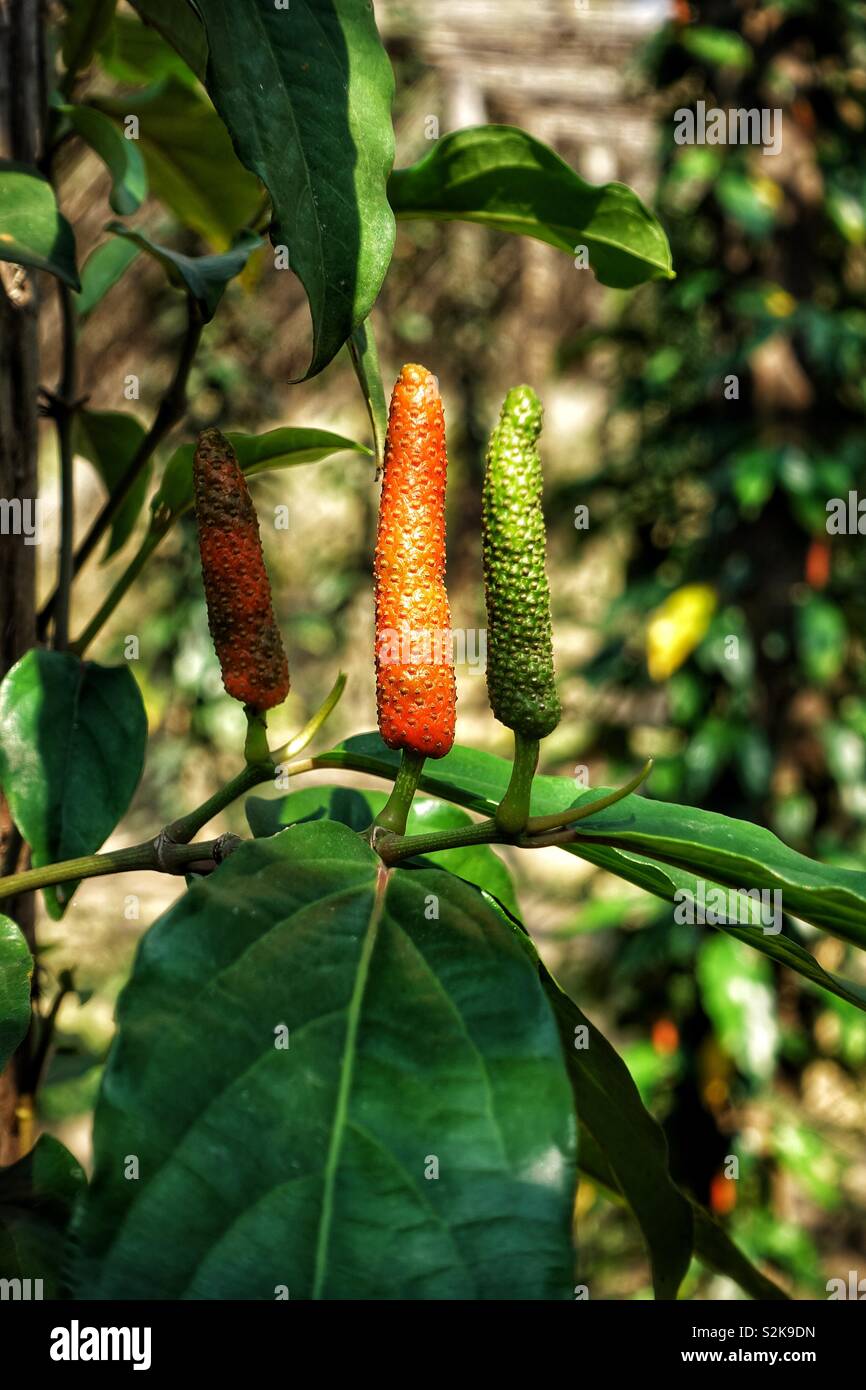 Long pepper fruit. Fresh and red, ready to be harvested. Stock Photo
