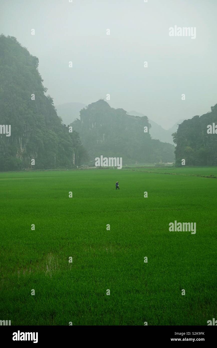 Rice field by fog. With a single worker and some limestone hills in the background Stock Photo