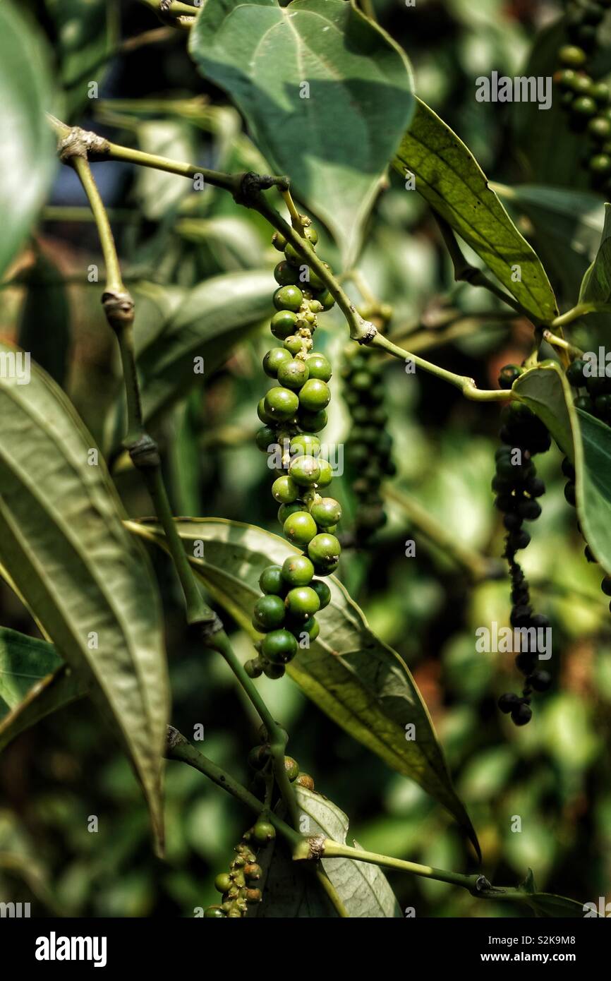 Green pepper fruit. Close to be ripe for harvest. Kampot, Cambodia Stock Photo