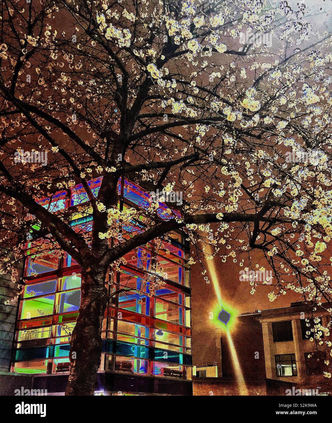 Colourful Manchester Academy building with blossom tree at night. Stock Photo