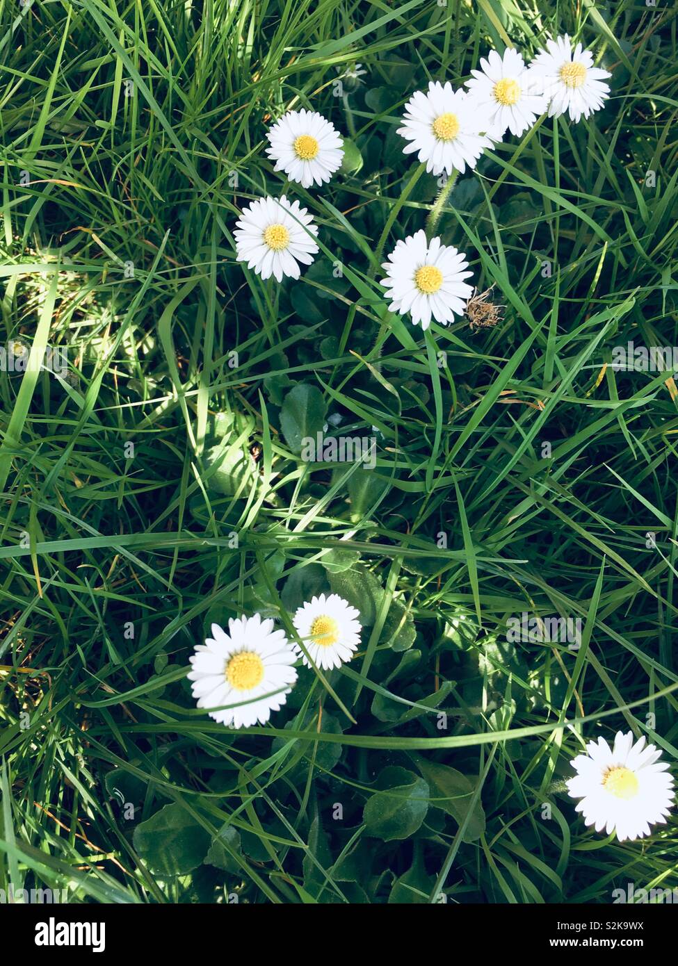 Spring Daisy’s Stock Photo