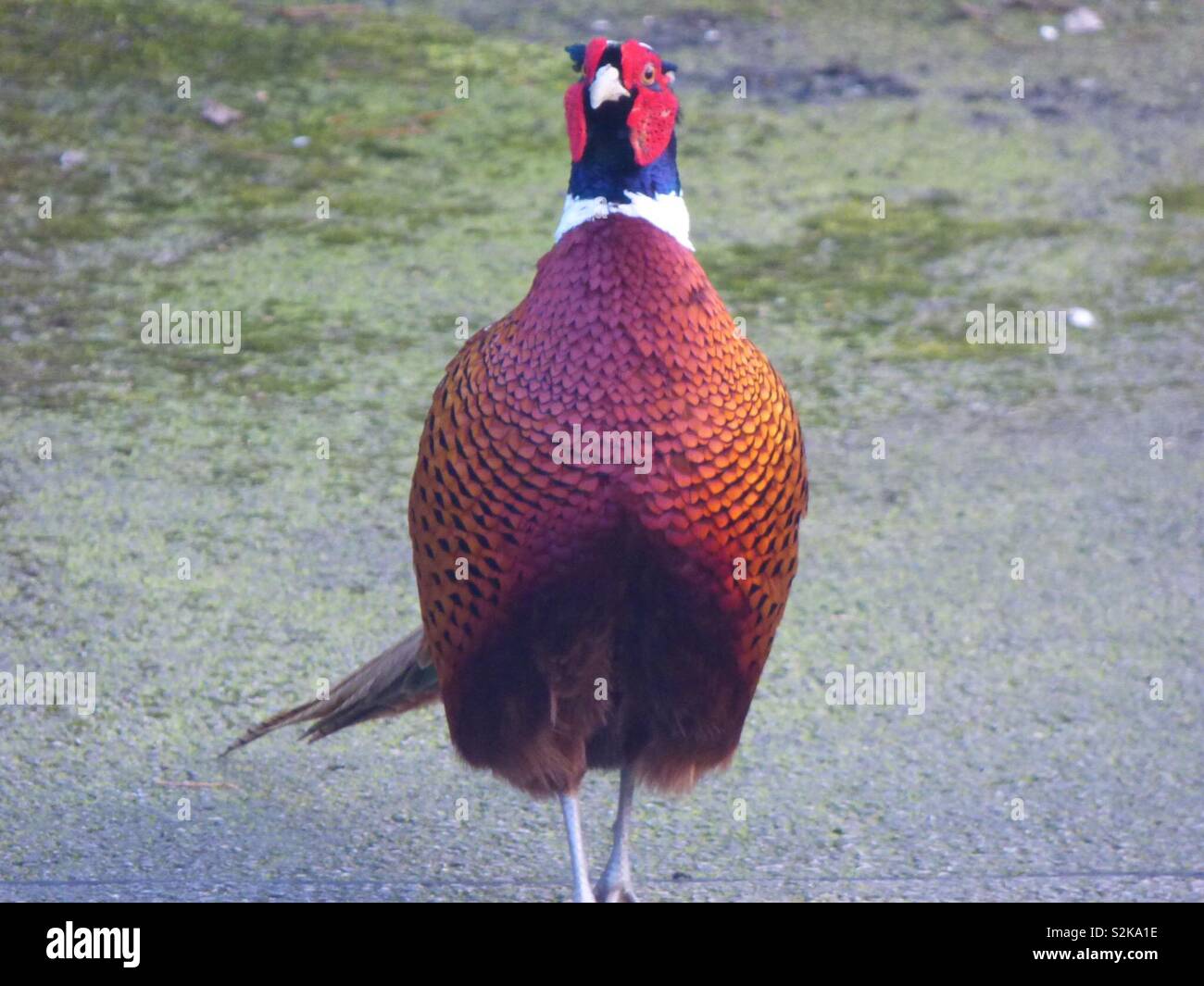 Plump pheasant Stock Photo