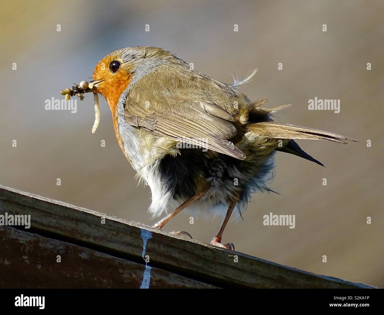 Robin bird with bugs in its beak Stock Photo