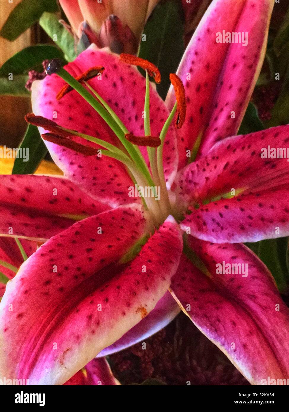 Closeup of a bright pink stargazer lily flower in full bloom. - Smartphone Captured Stock Image
