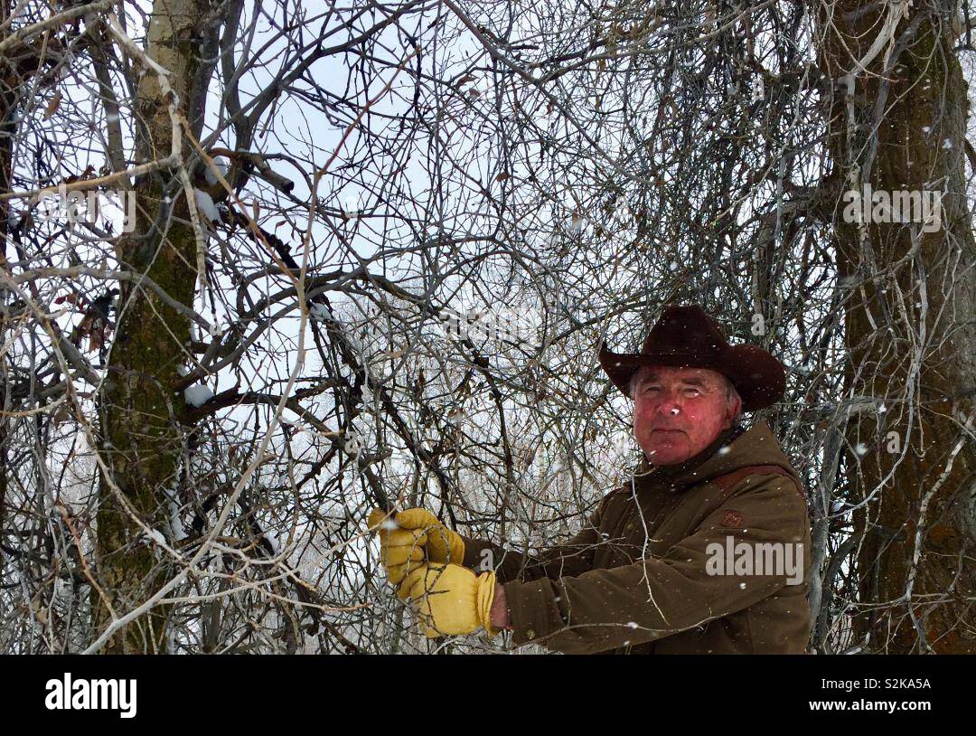 Wyoming rancher grabbing branch While climbing up snowbank Stock Photo
