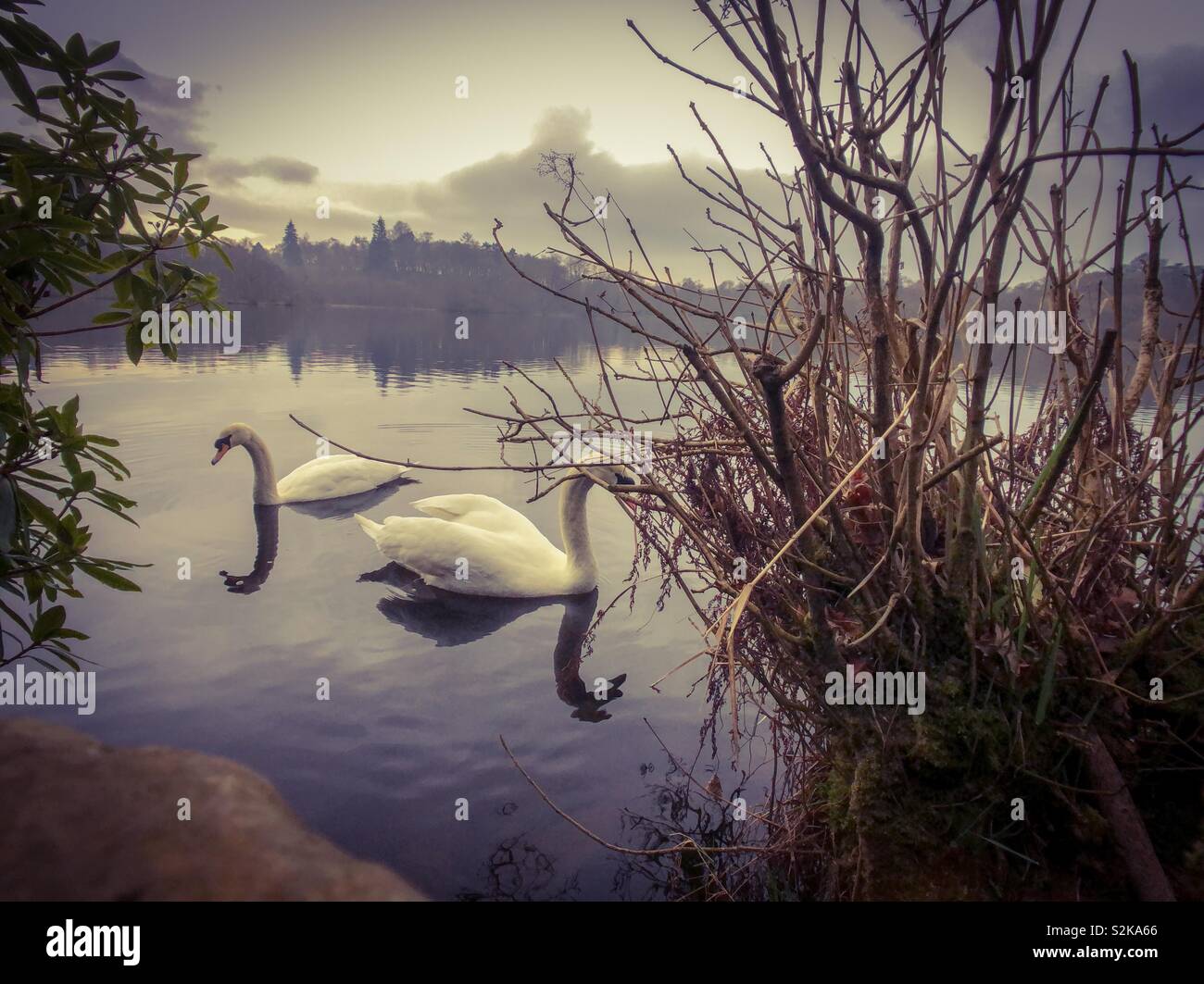 Two swans on Mugdock loch. Scotland. UK. - Smartphone Captured Stock Image