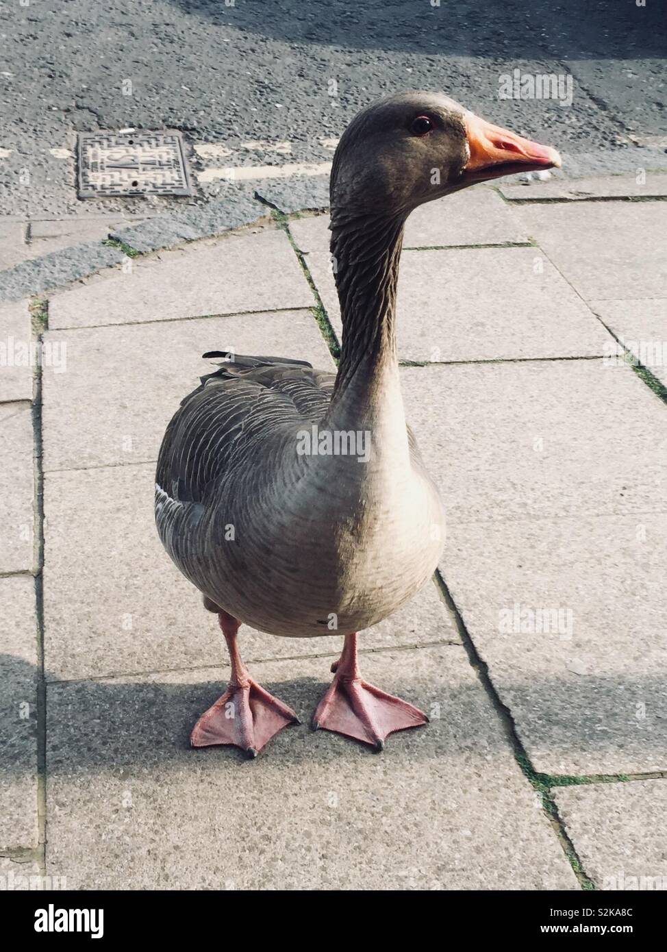 Goose on pavement - Smartphone Captured Stock Image
