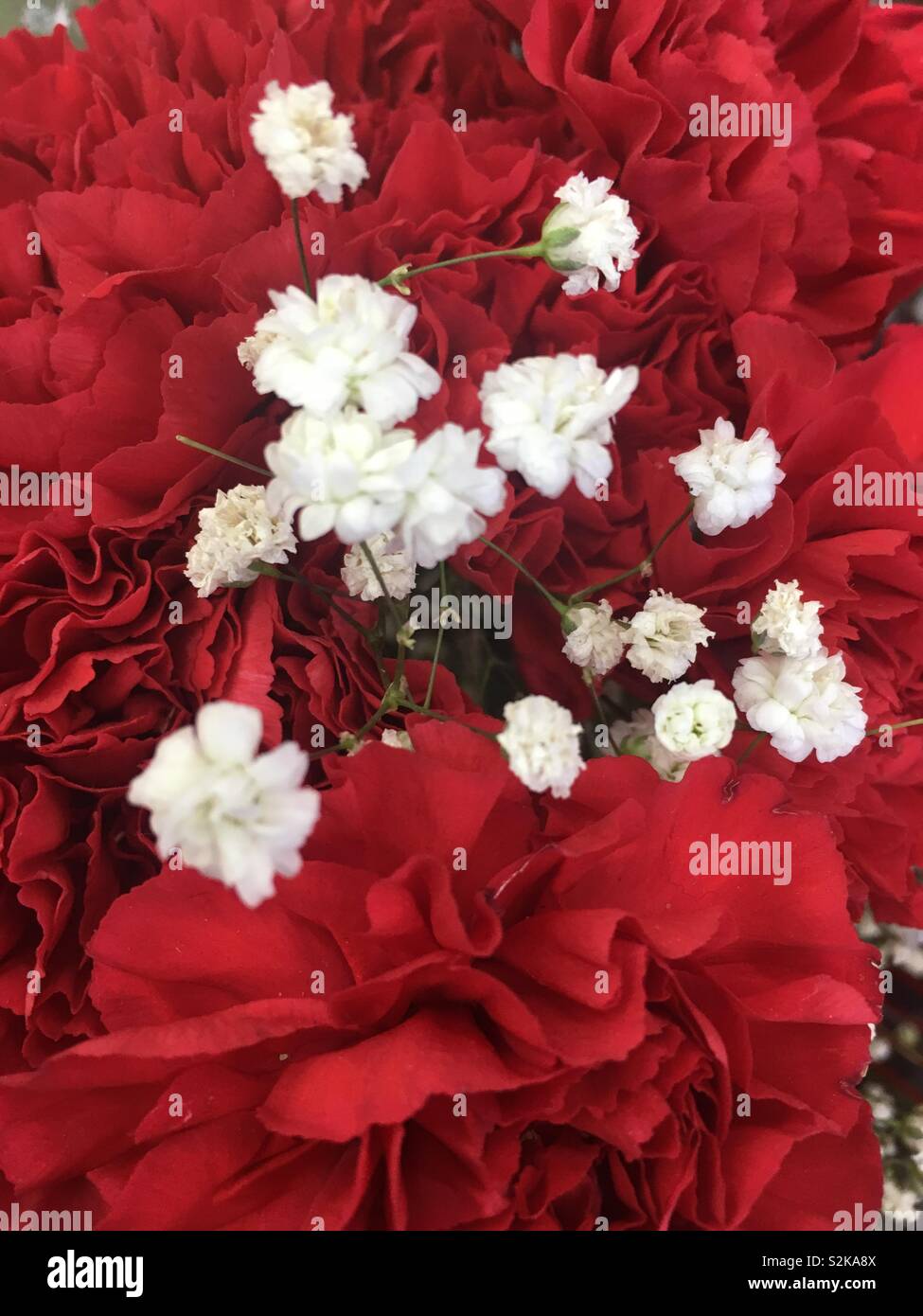 Red carnations and baby breath Stock Photo - Alamy