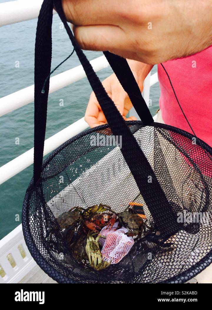 Crabbing net caught crabs from pier Stock Photo - Alamy