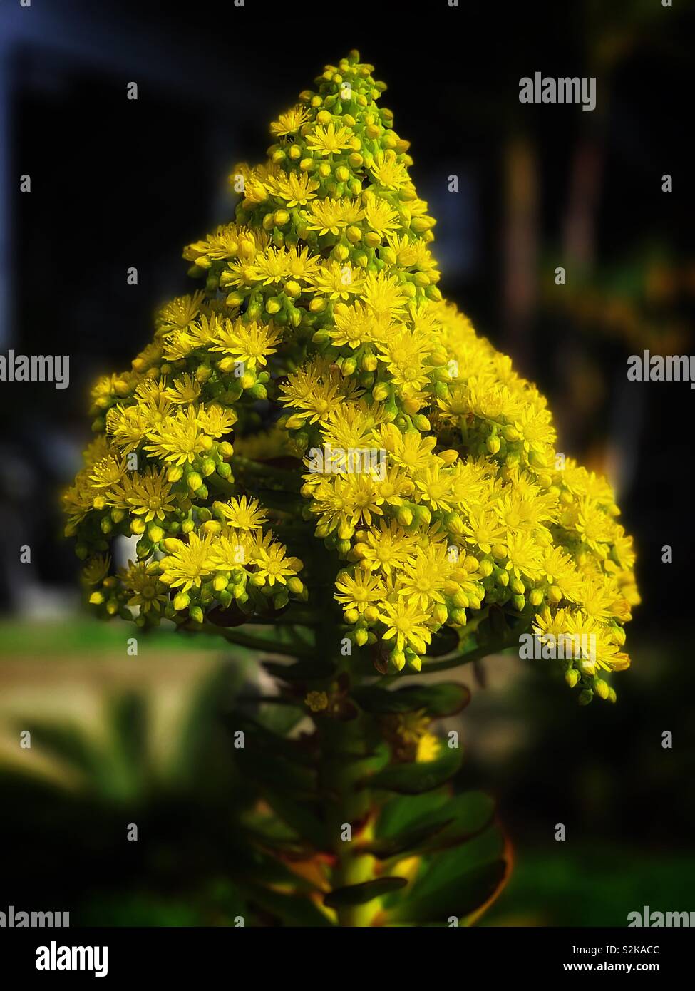 連花掌。 別名樹巢 / Aronium arboreum (L.) Webb. & Berthel in yellowish flower stage Stock Photo
