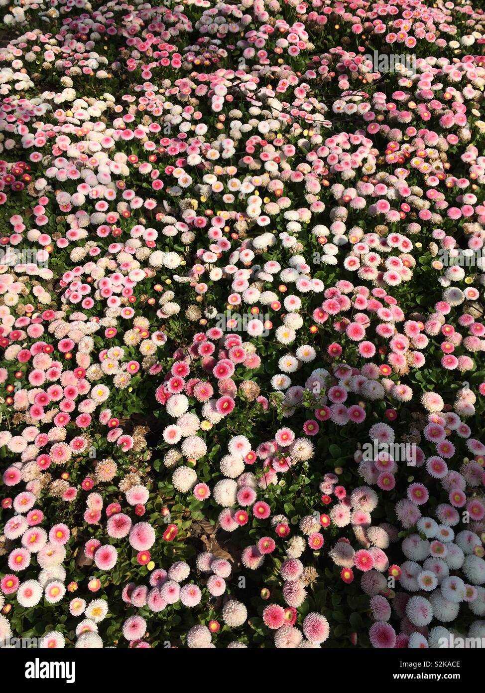 Pink carpet hires stock photography and images Alamy