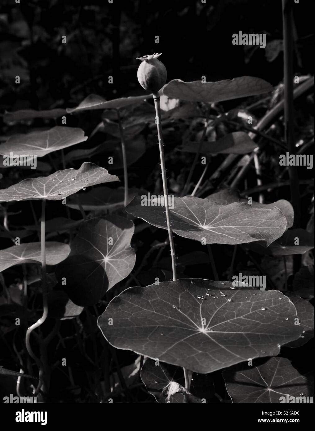 Nasturtium Leaves and Seed Heads - Smartphone Captured Stock Image