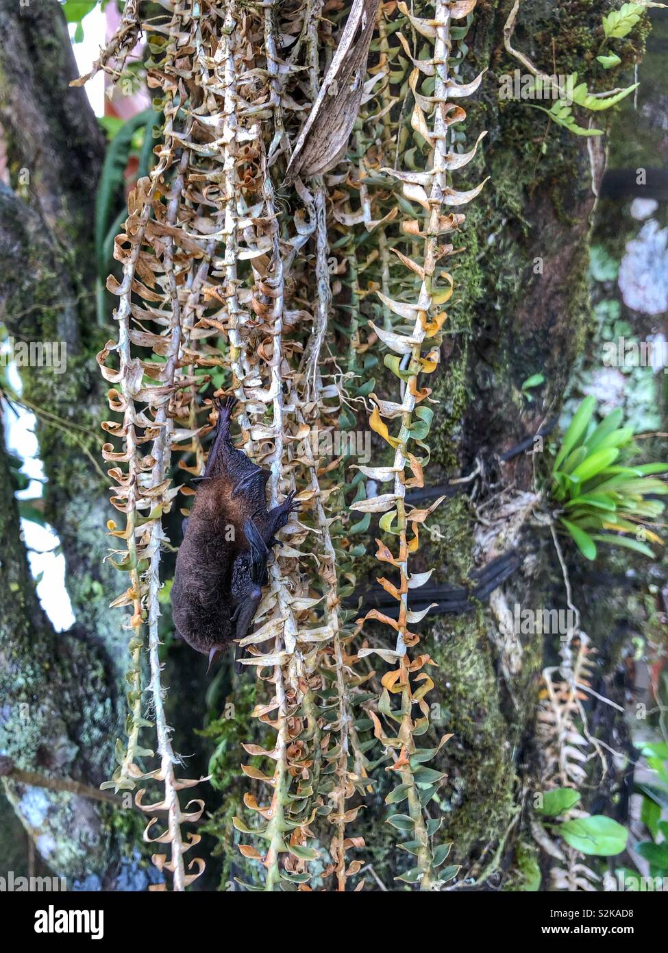 A sleeping bat clings to the vines of a tree trunk. - Smartphone Captured Stock Image