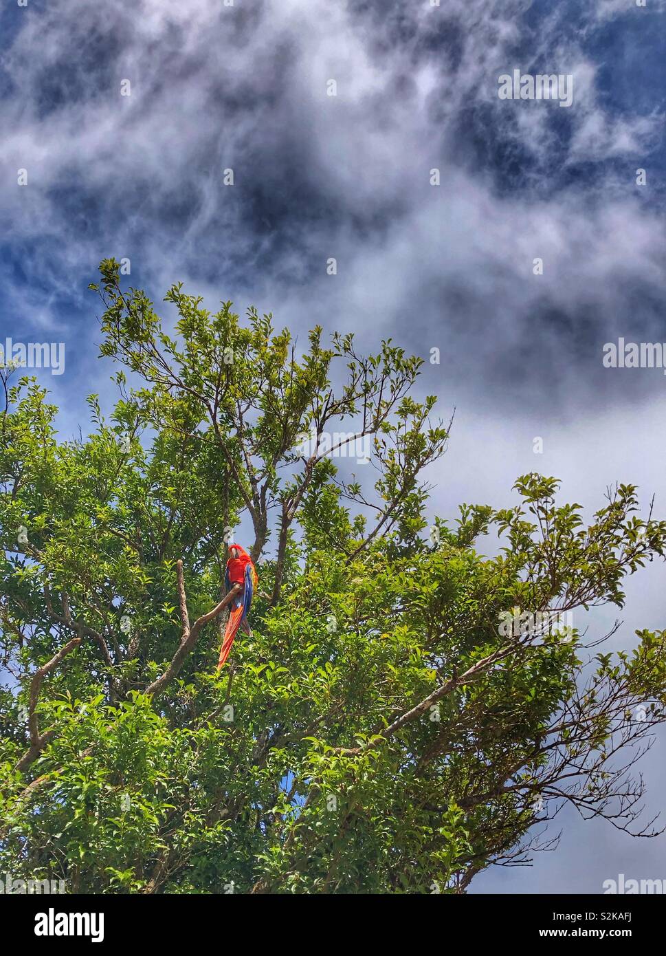 Spot the macaw in the tree. - Smartphone Captured Stock Image