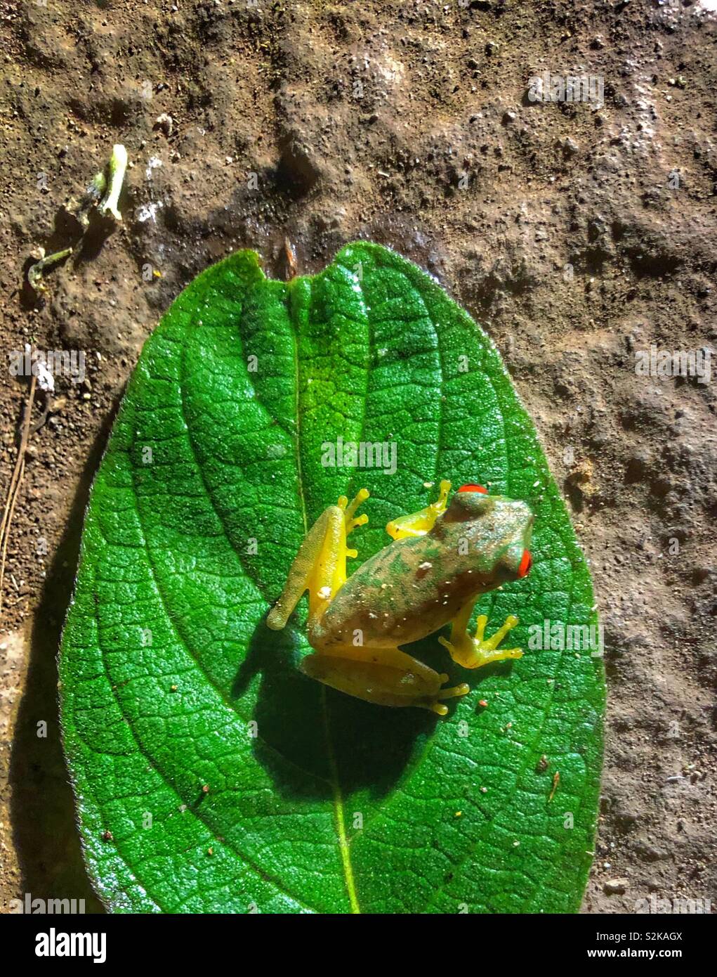 A high angle view of a small green red-eyed frog sitting on a leaf. - Smartphone Captured Stock Image