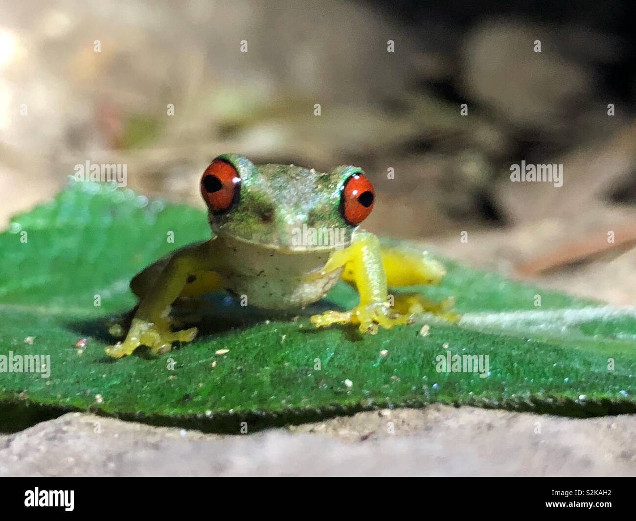 A close up of a tiny green red-eyed frog. - Smartphone Captured Stock Image