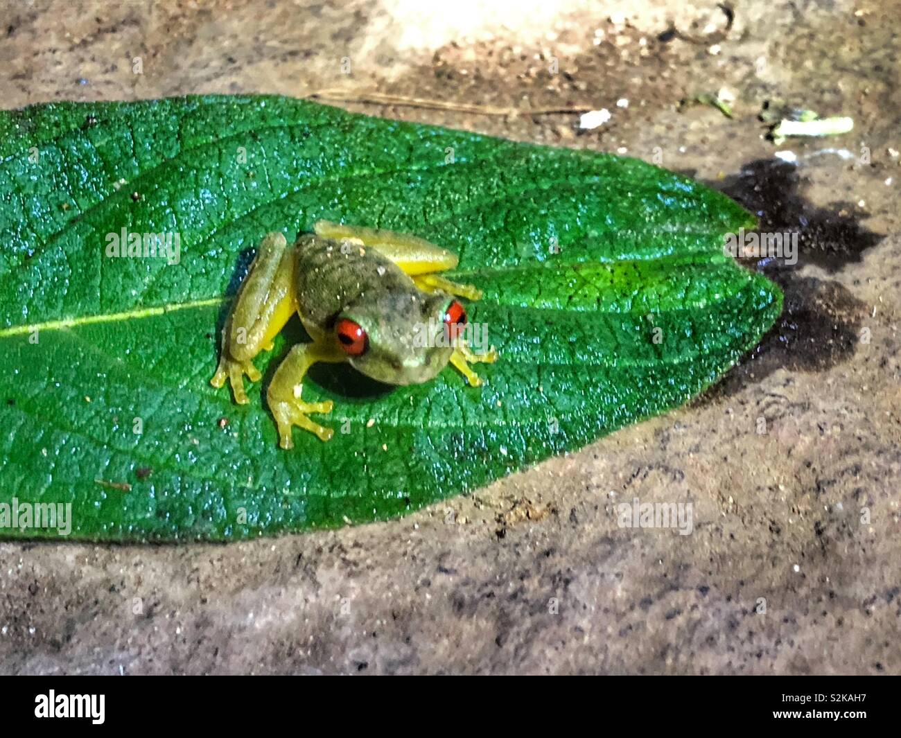 A high angle view of a tiny green red-eyed frog sitting on a leaf. - Smartphone Captured Stock Image