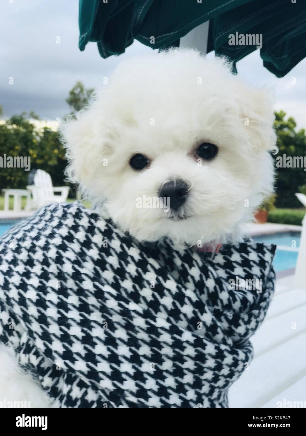 Teddy Pup wearing houndstooth Scottish scarf outdoors on stormy day poolside Stock Photo