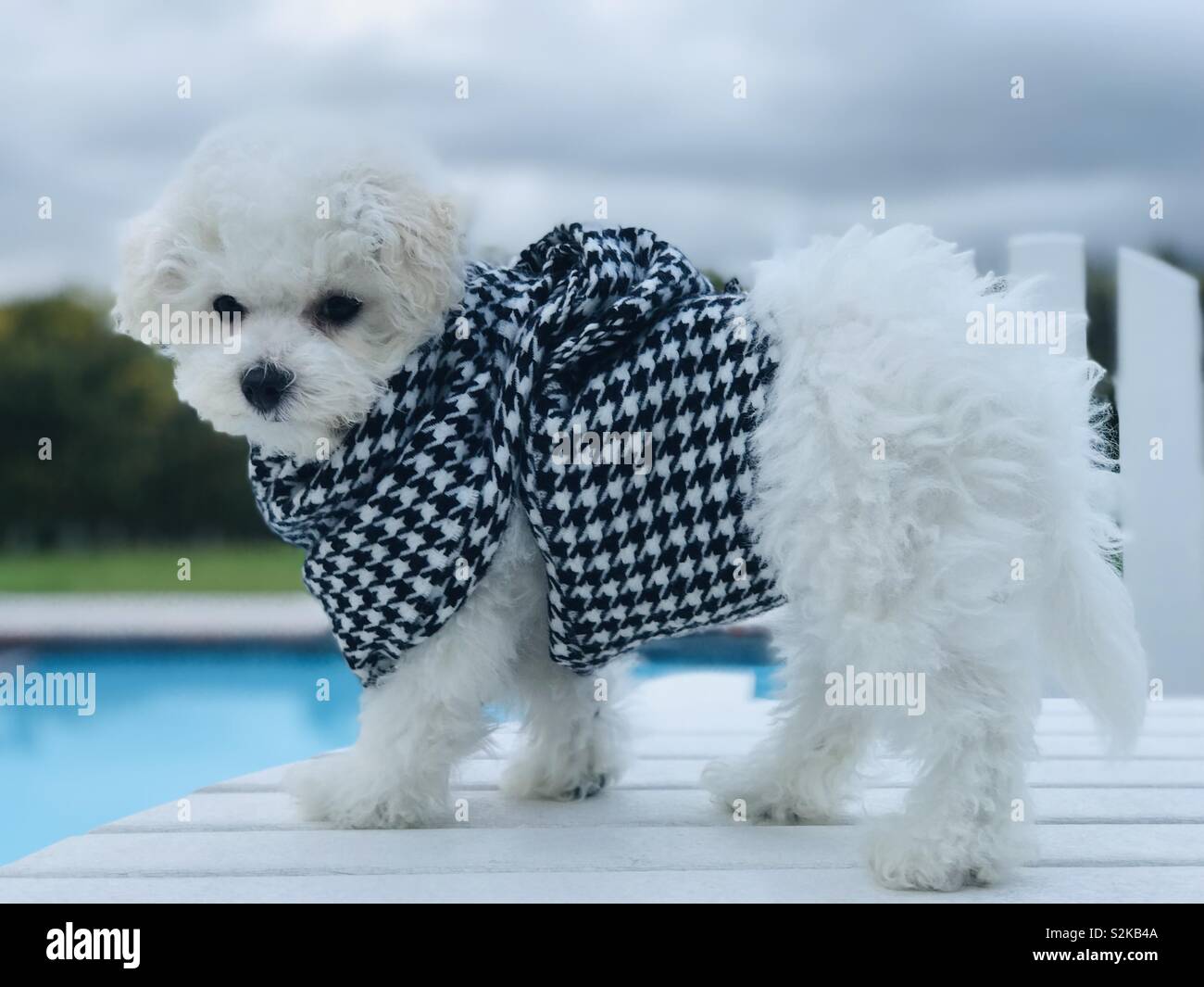 Bichon Frise puppy adorned in houndstooth scarf on stormy day poolside Stock Photo