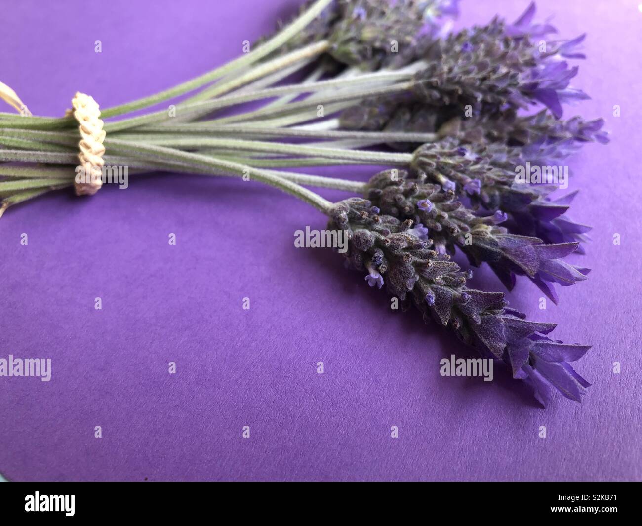 Purple lavender on purple background - Smartphone Captured Stock Image