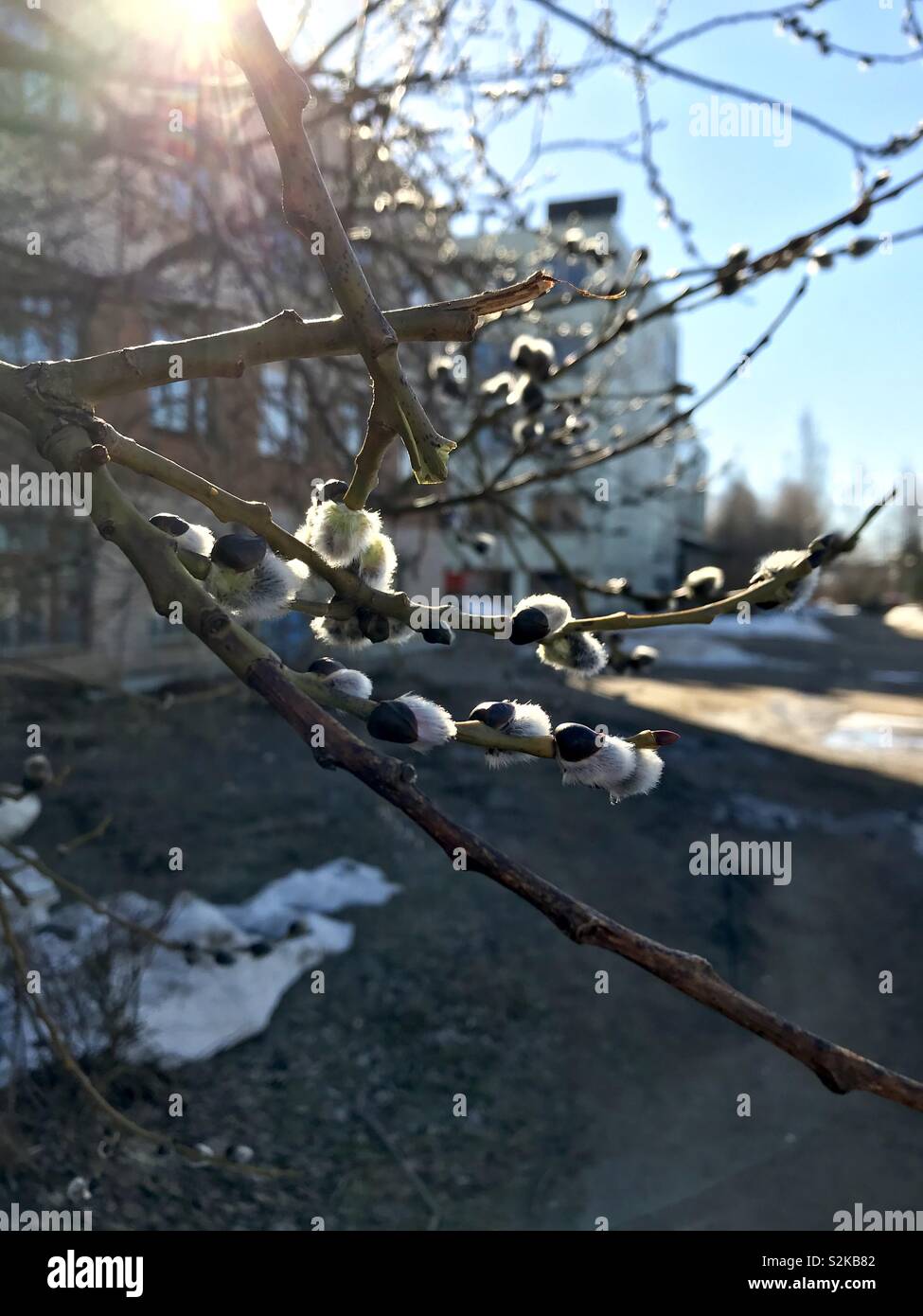 Sunny spring morning - Smartphone Captured Stock Image