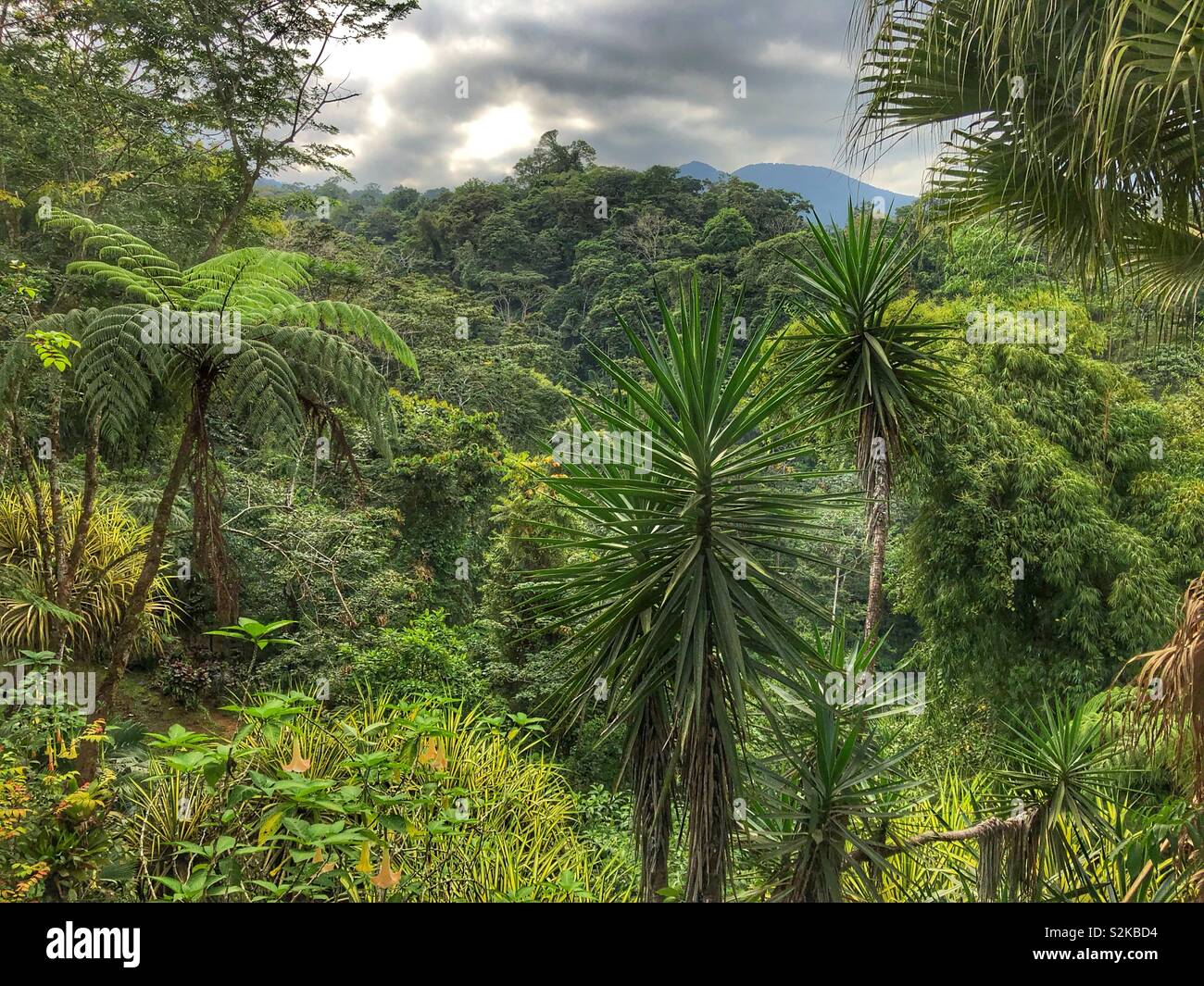 Lush rain forest in Costa Rica. Stock Photo