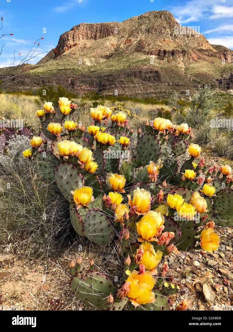 Prickly pear cactus blooming in Big Bend National Park Stock Photo
