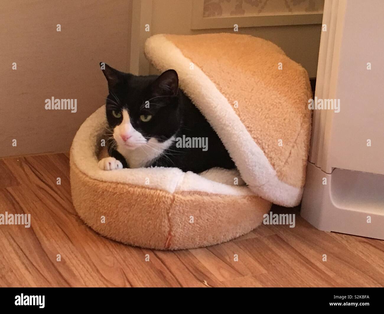 Cheeseburger cat bed discount