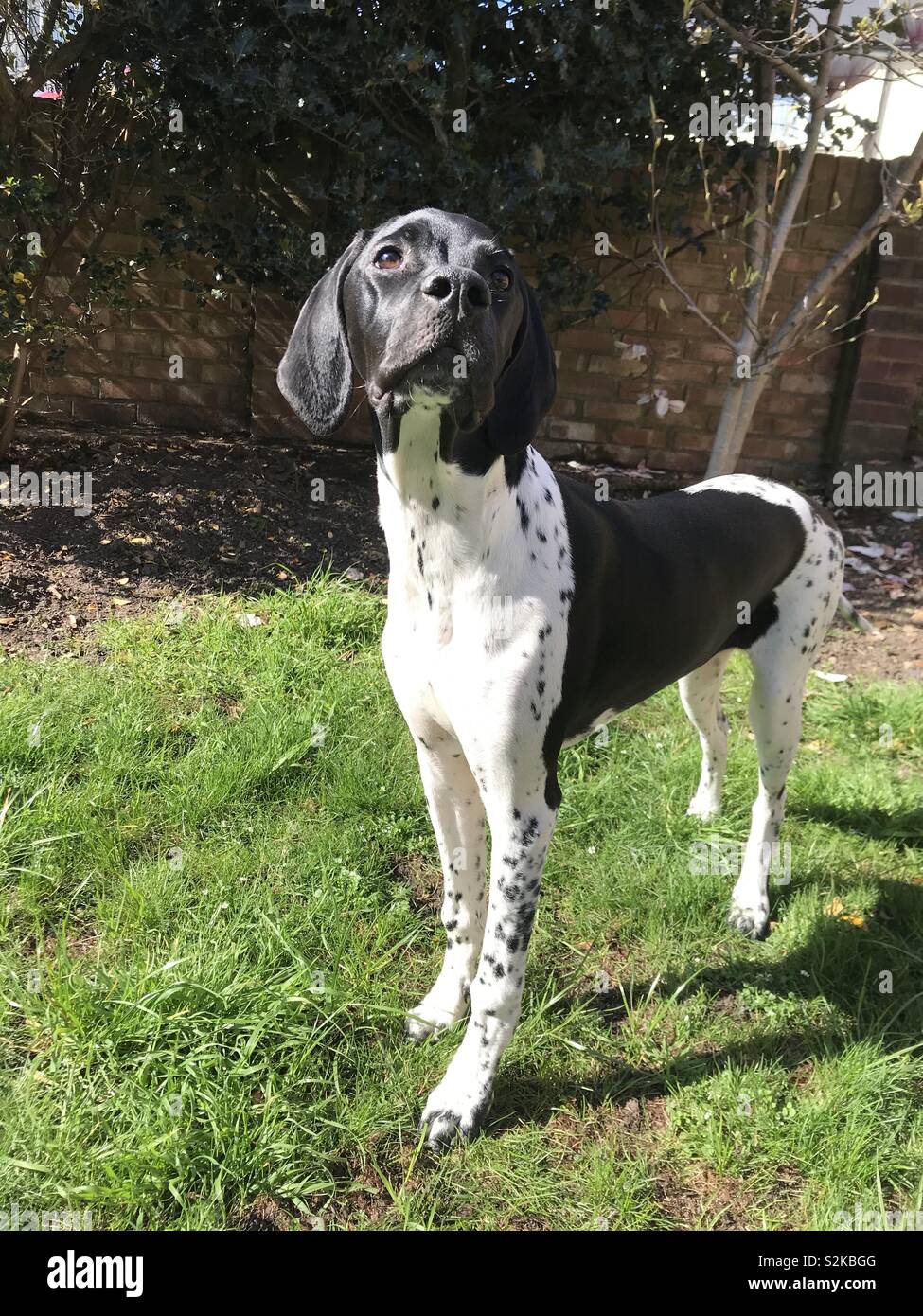English pointer puppy in the sun Stock Photo