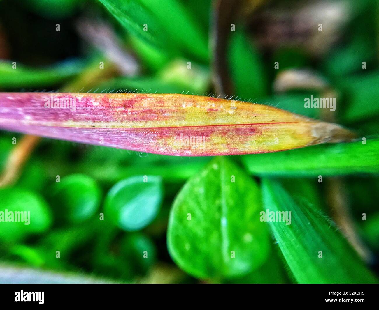 Dried grass macro - Smartphone Captured Stock Image