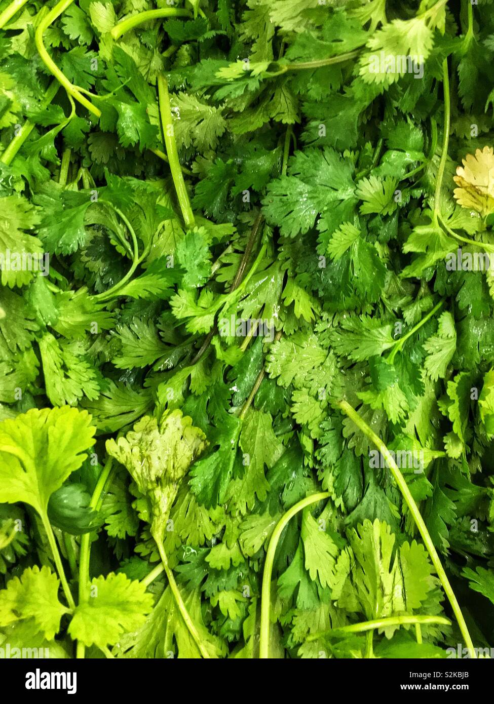 Full frame of many farm fresh ripe green cilantro leaves on display and for sale at the local produce vendor. Stock Photo