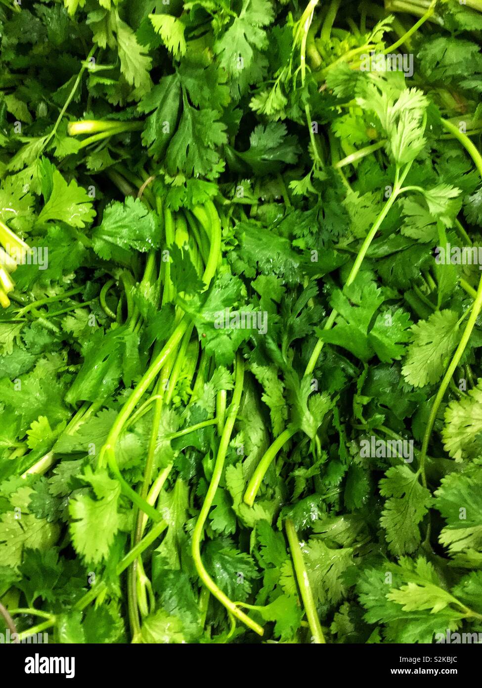 Full frame of many farm fresh ripe green cilantro leaves on display and for sale at the local produce vendor. Stock Photo