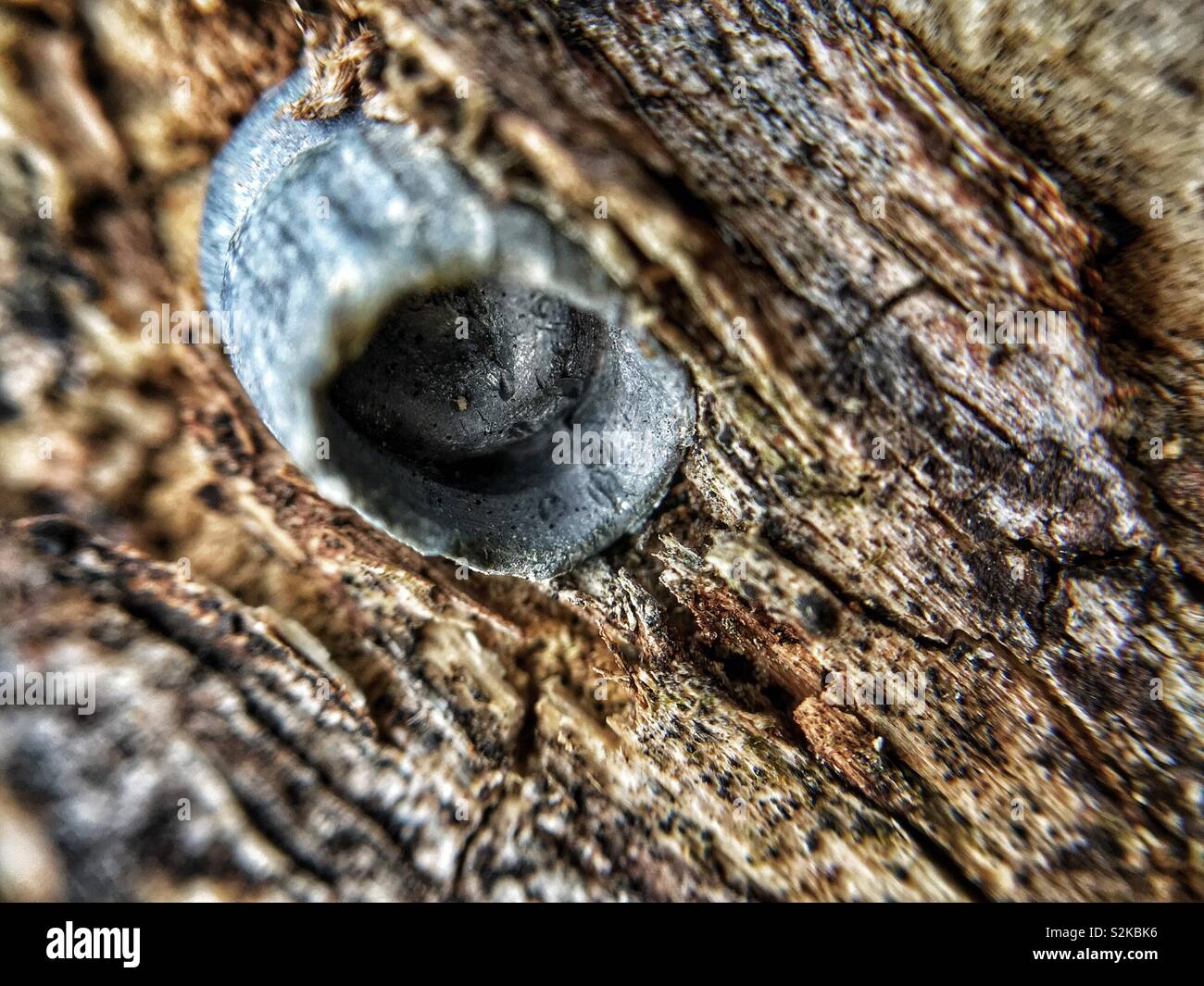 Bullet in the wood - Smartphone Captured Stock Image